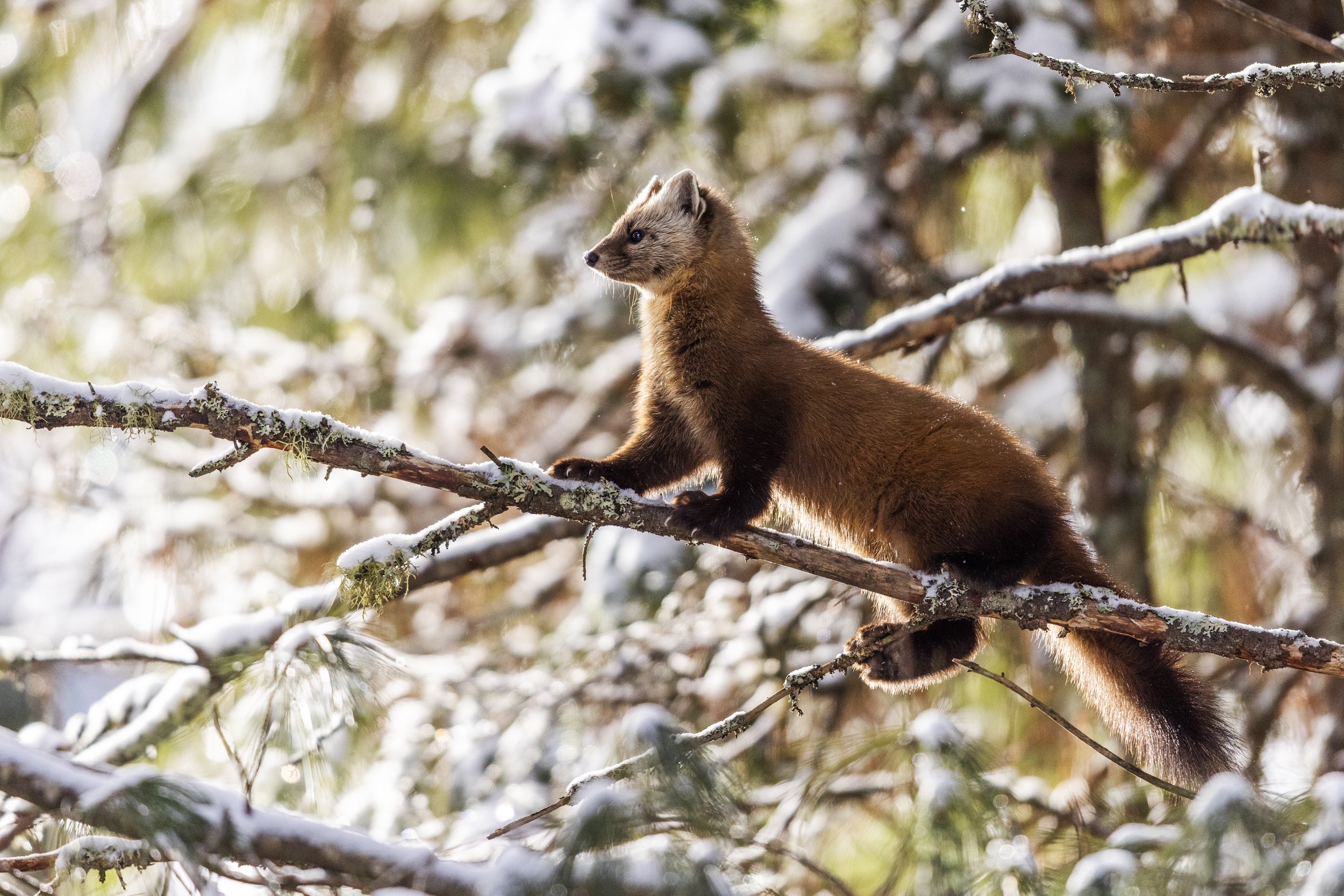 American Marten 029