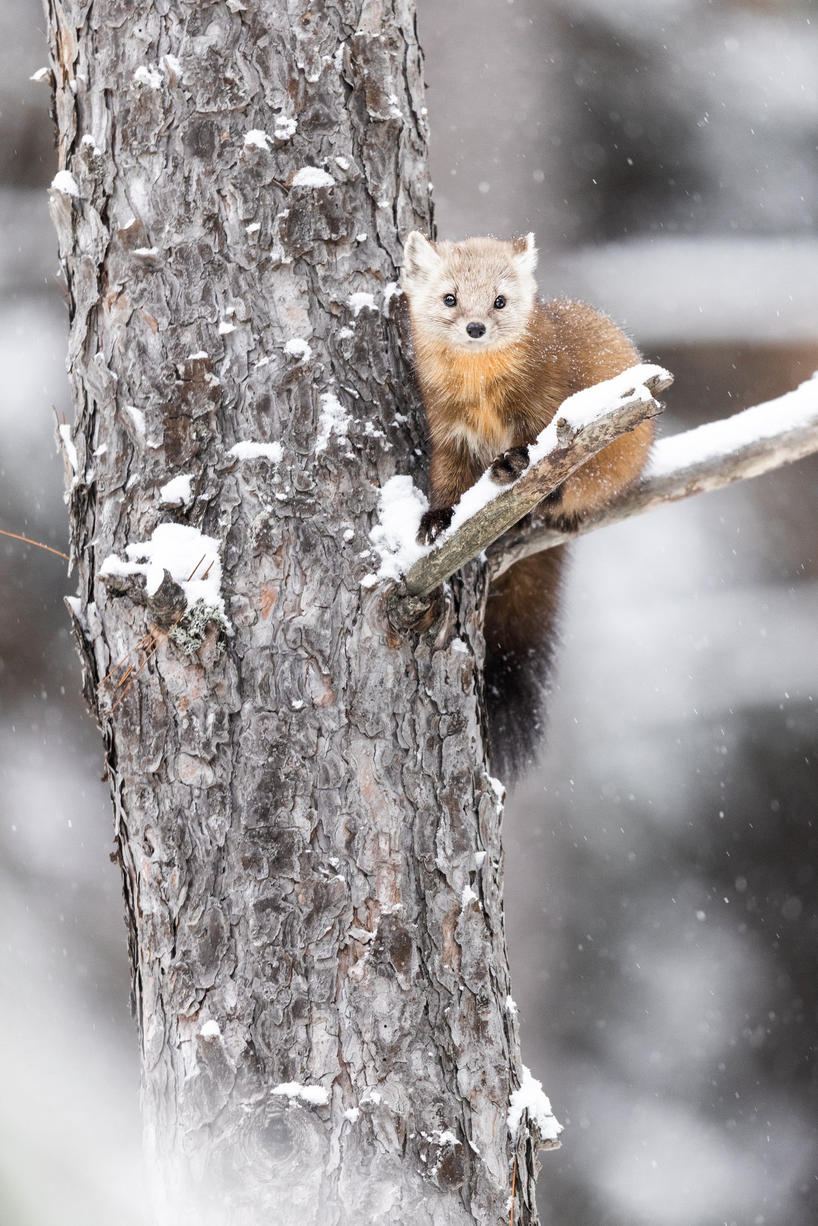 American Marten 030