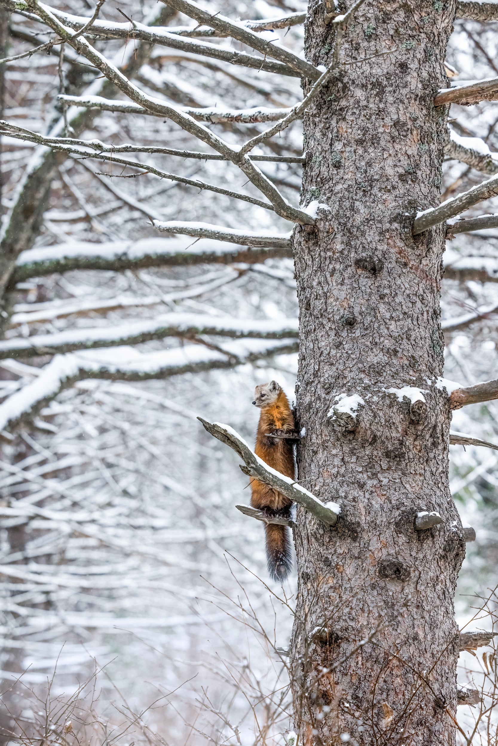 American Marten 031