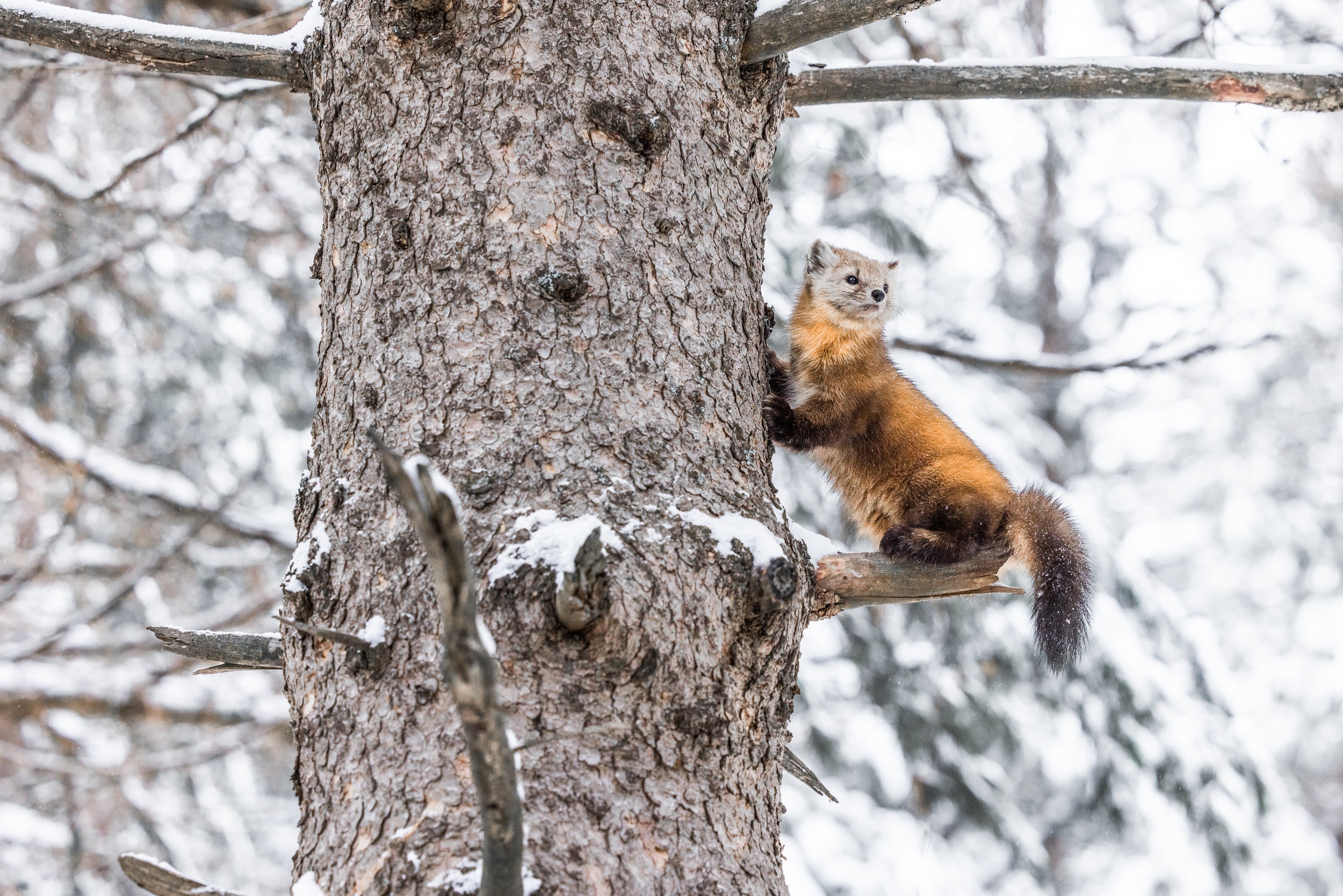 American Marten 033