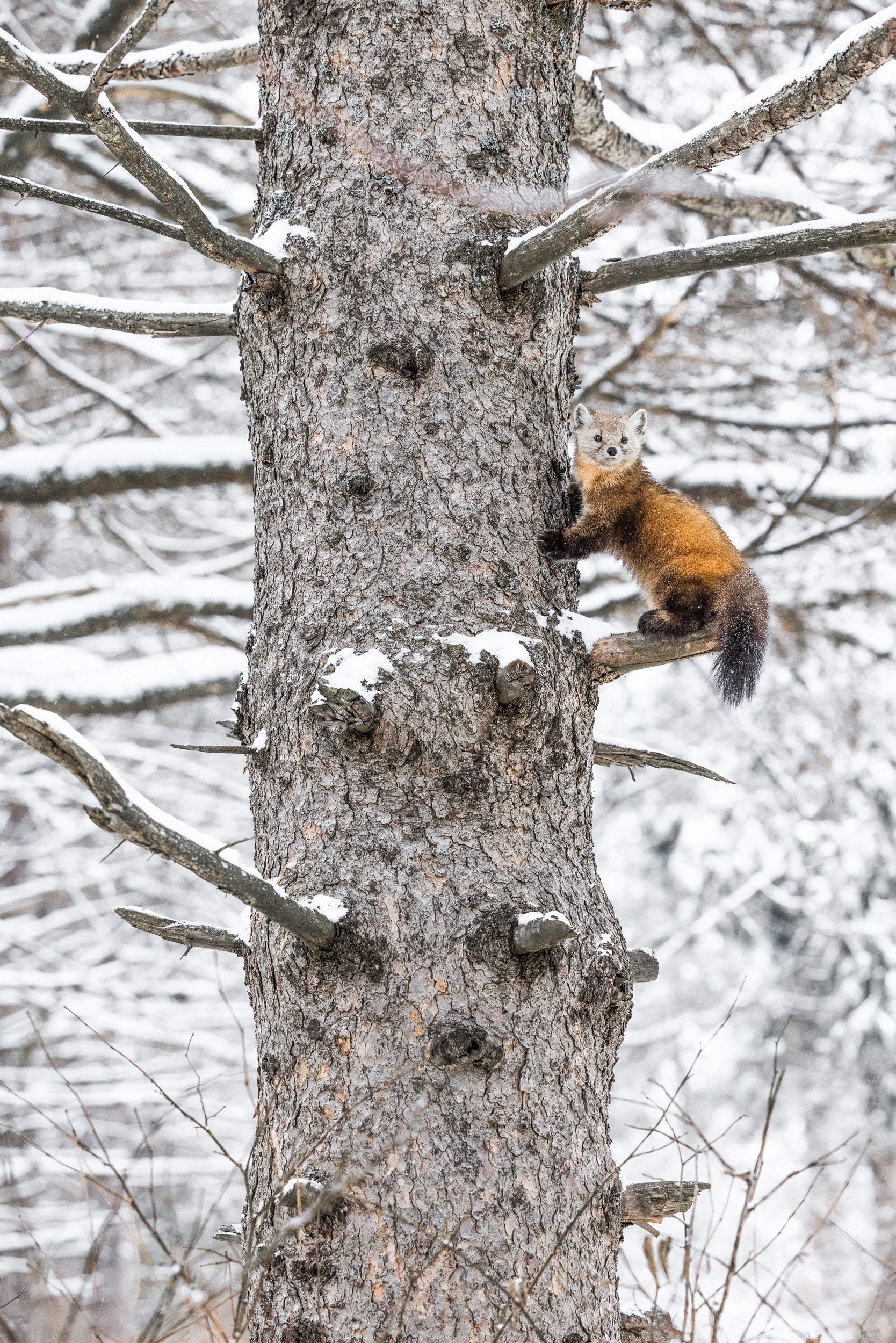 American Marten 034