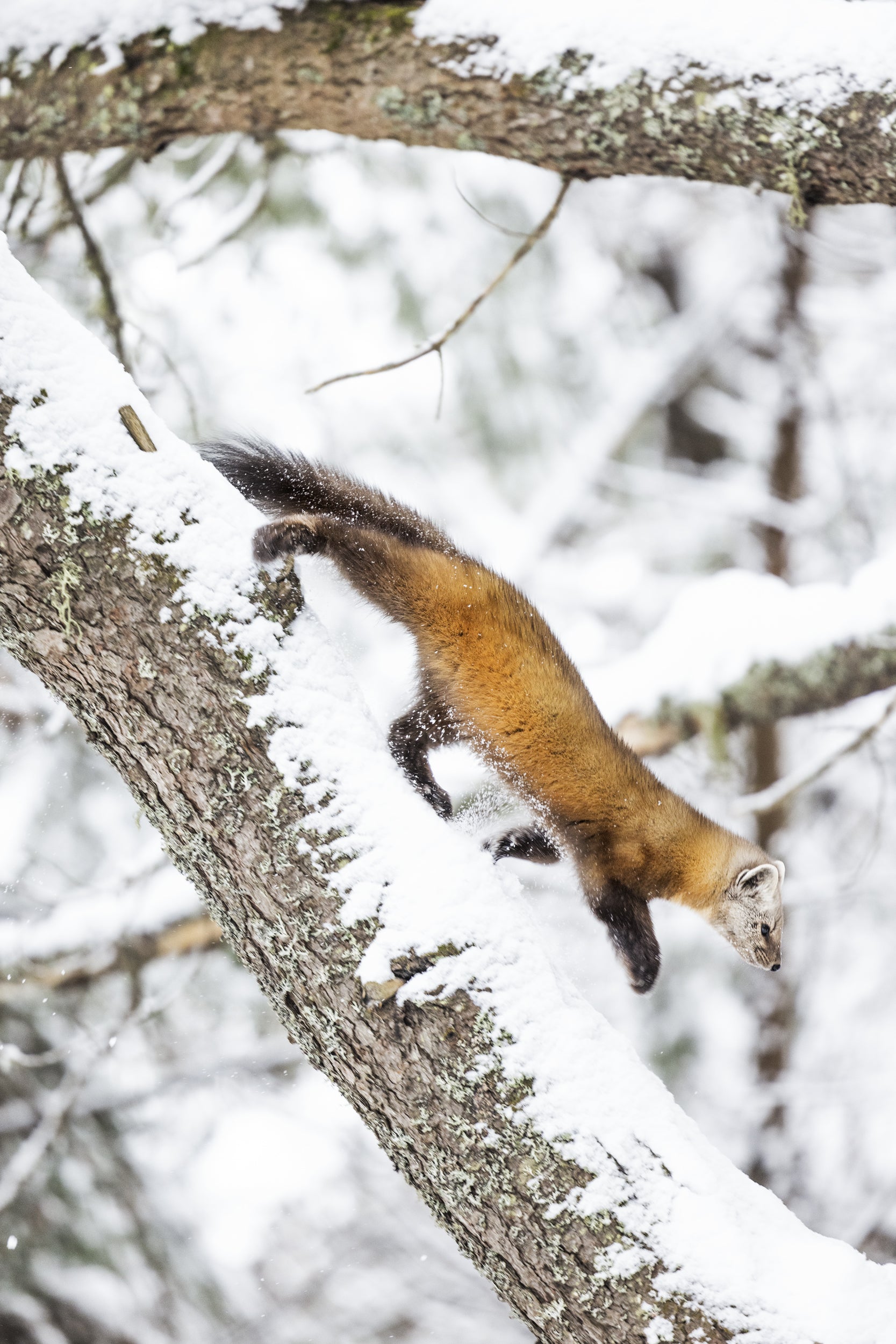 American Marten 035