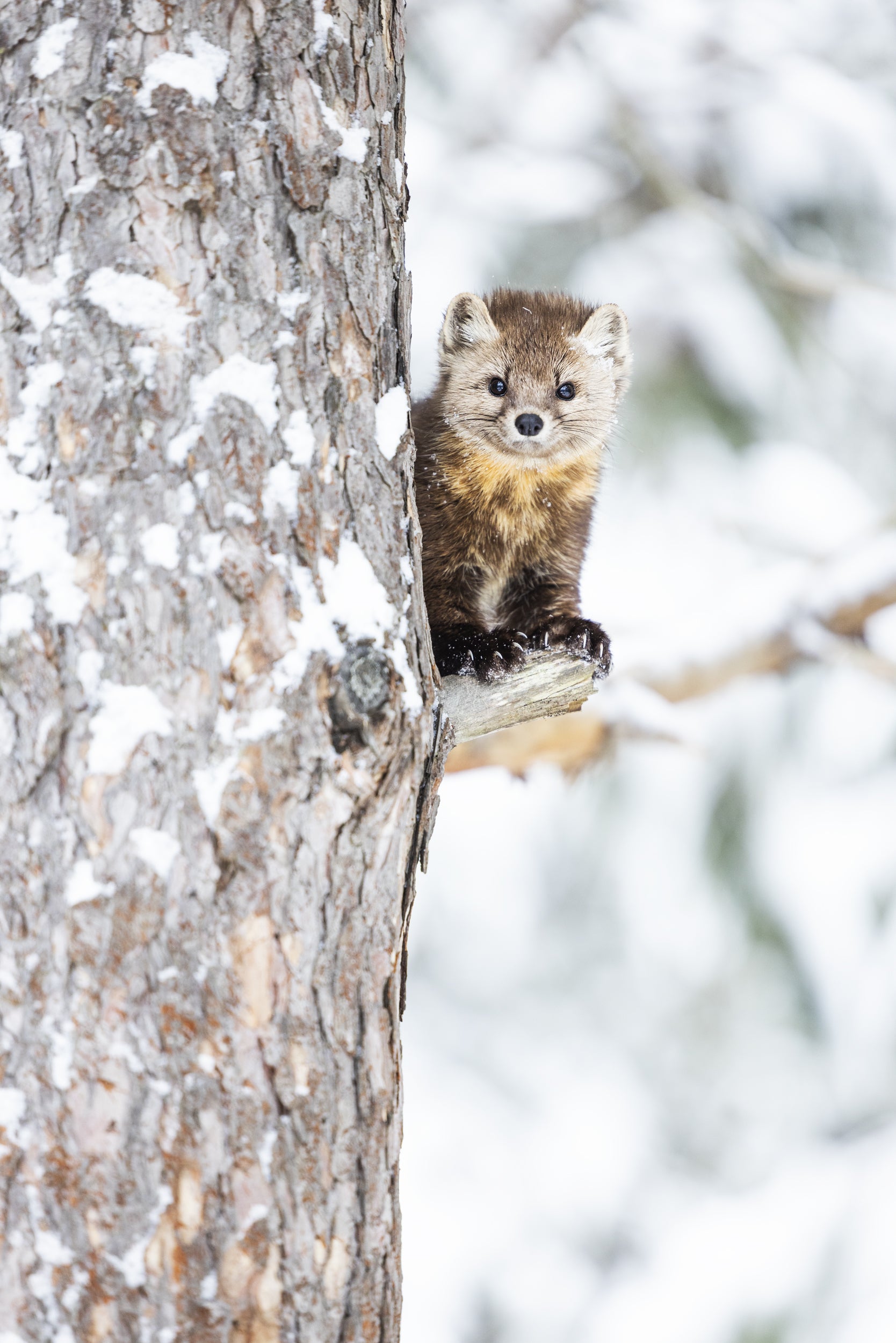 American Marten 036