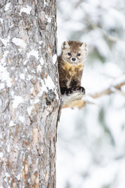 American Marten 036