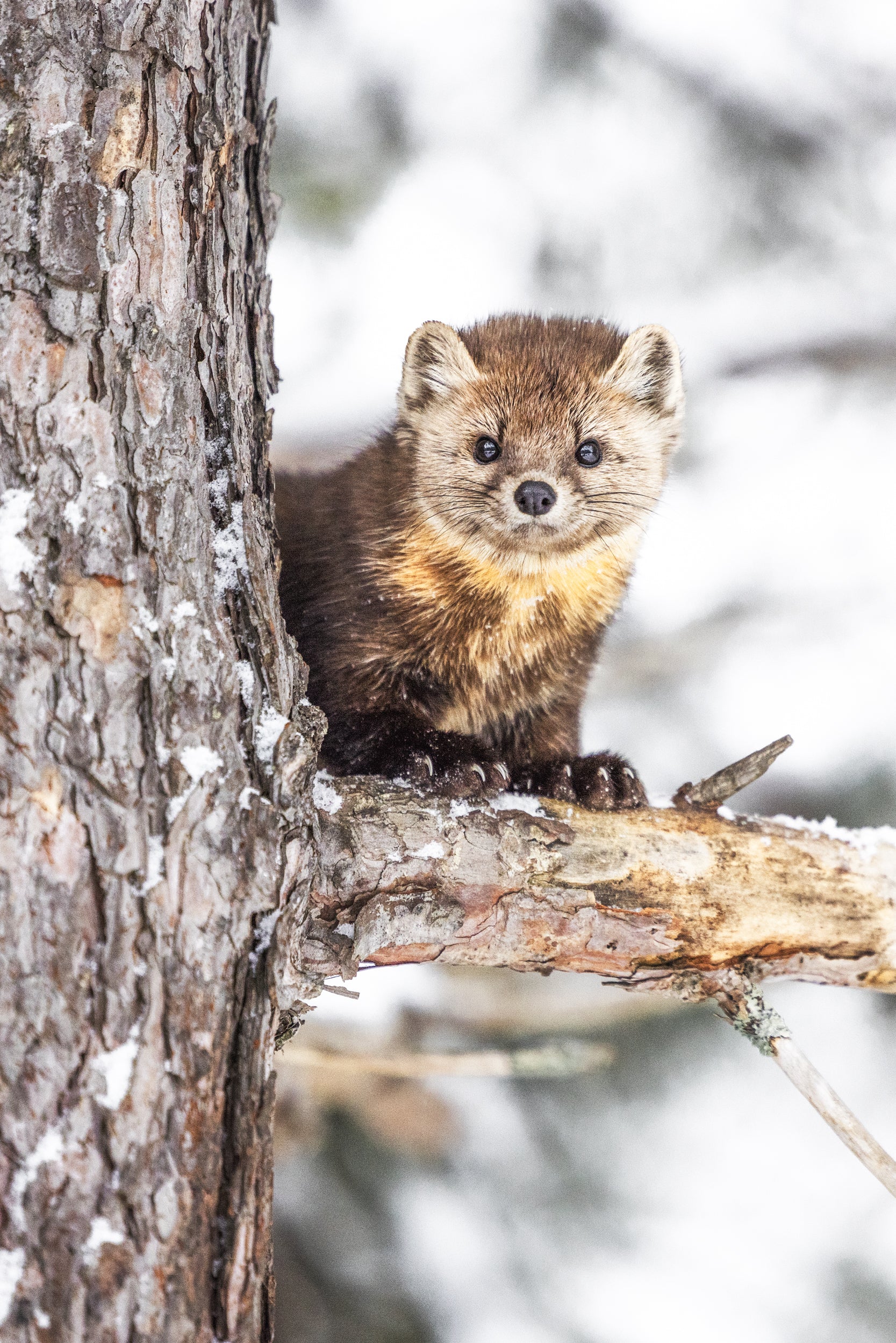 American Marten 040