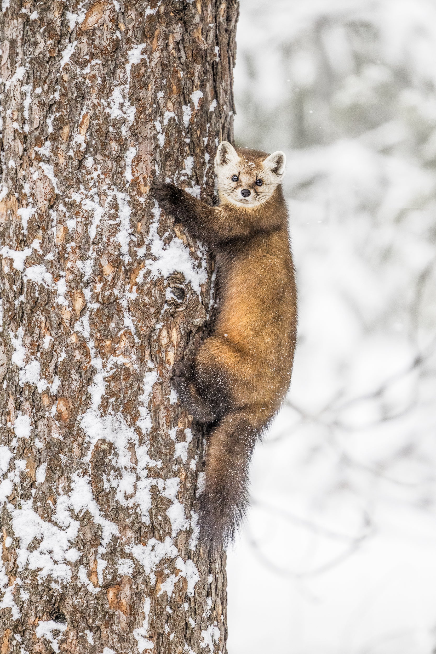 American Marten 042