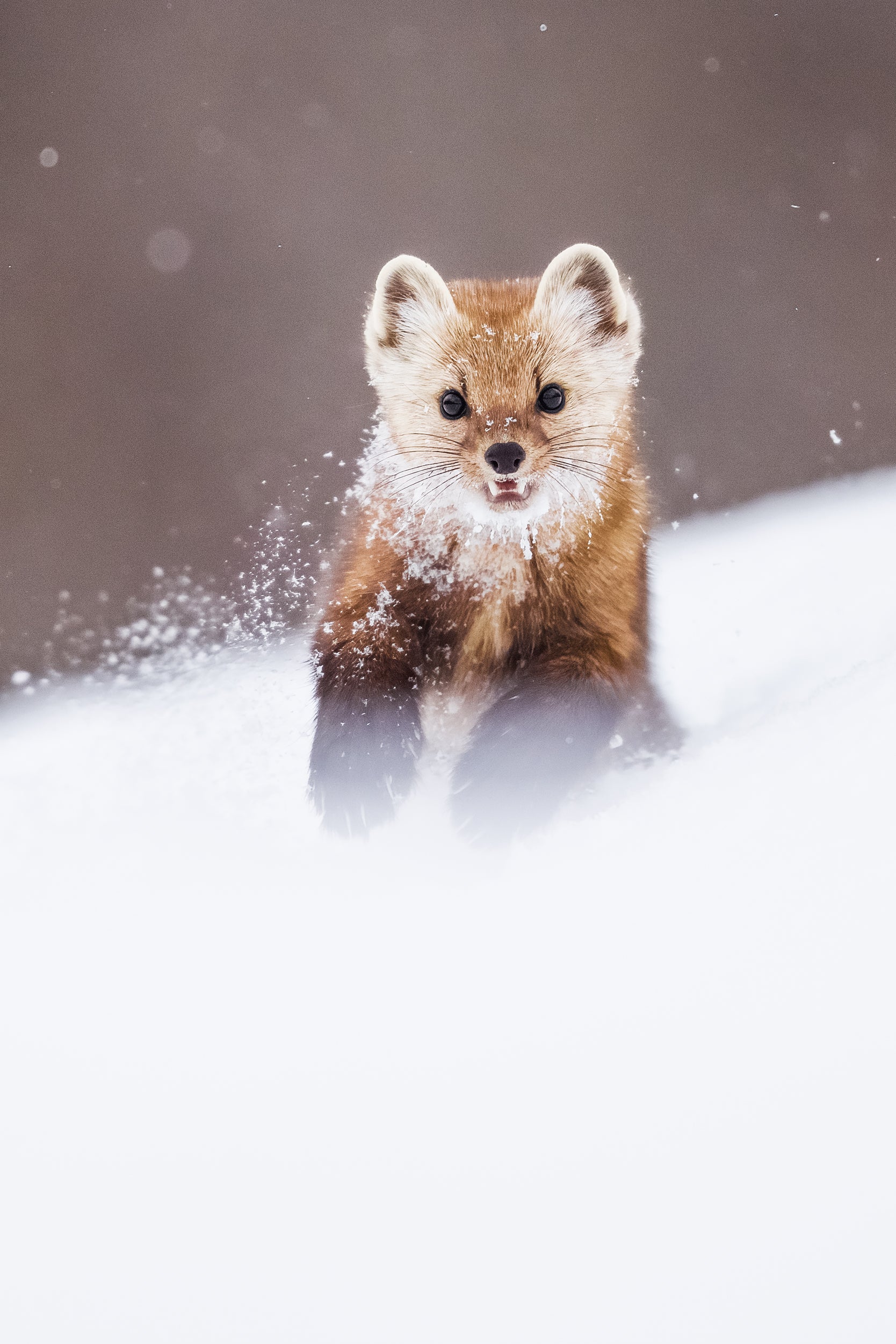 American Marten 046