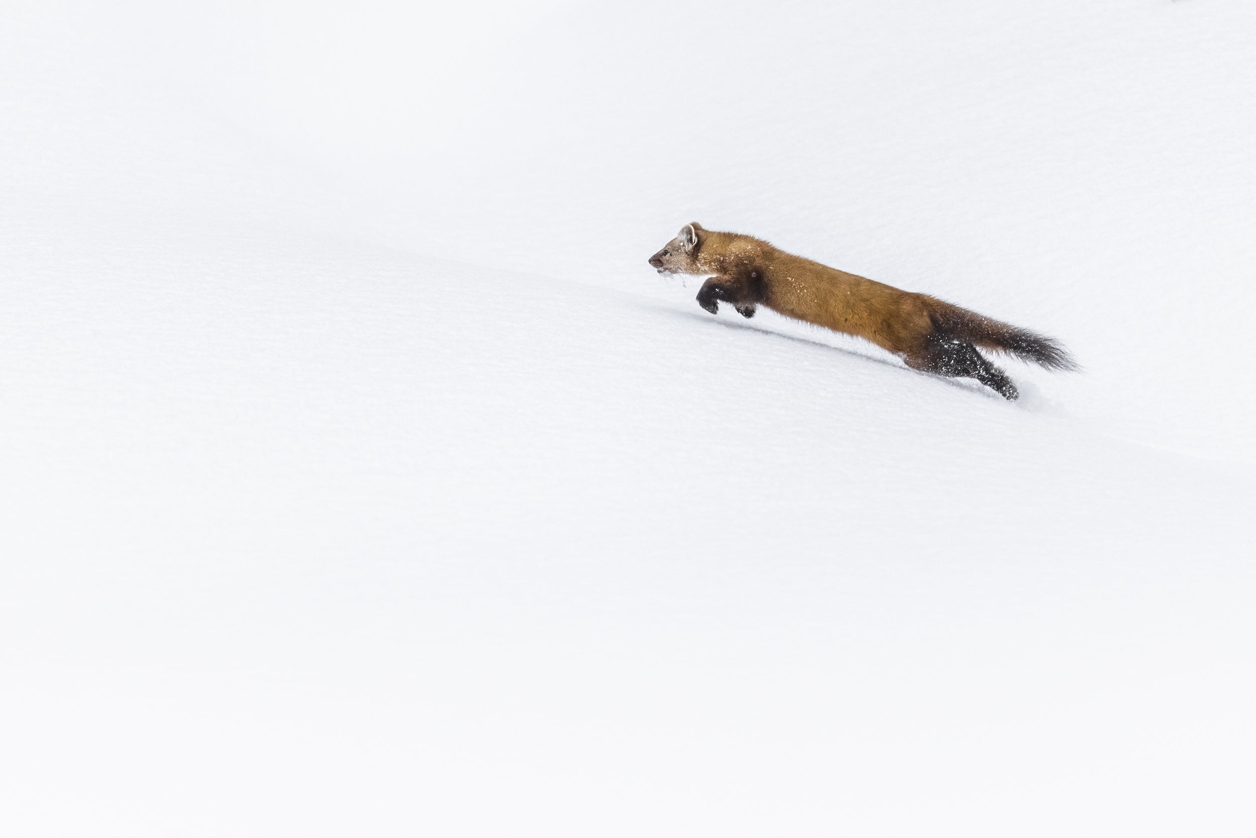 American Marten 048