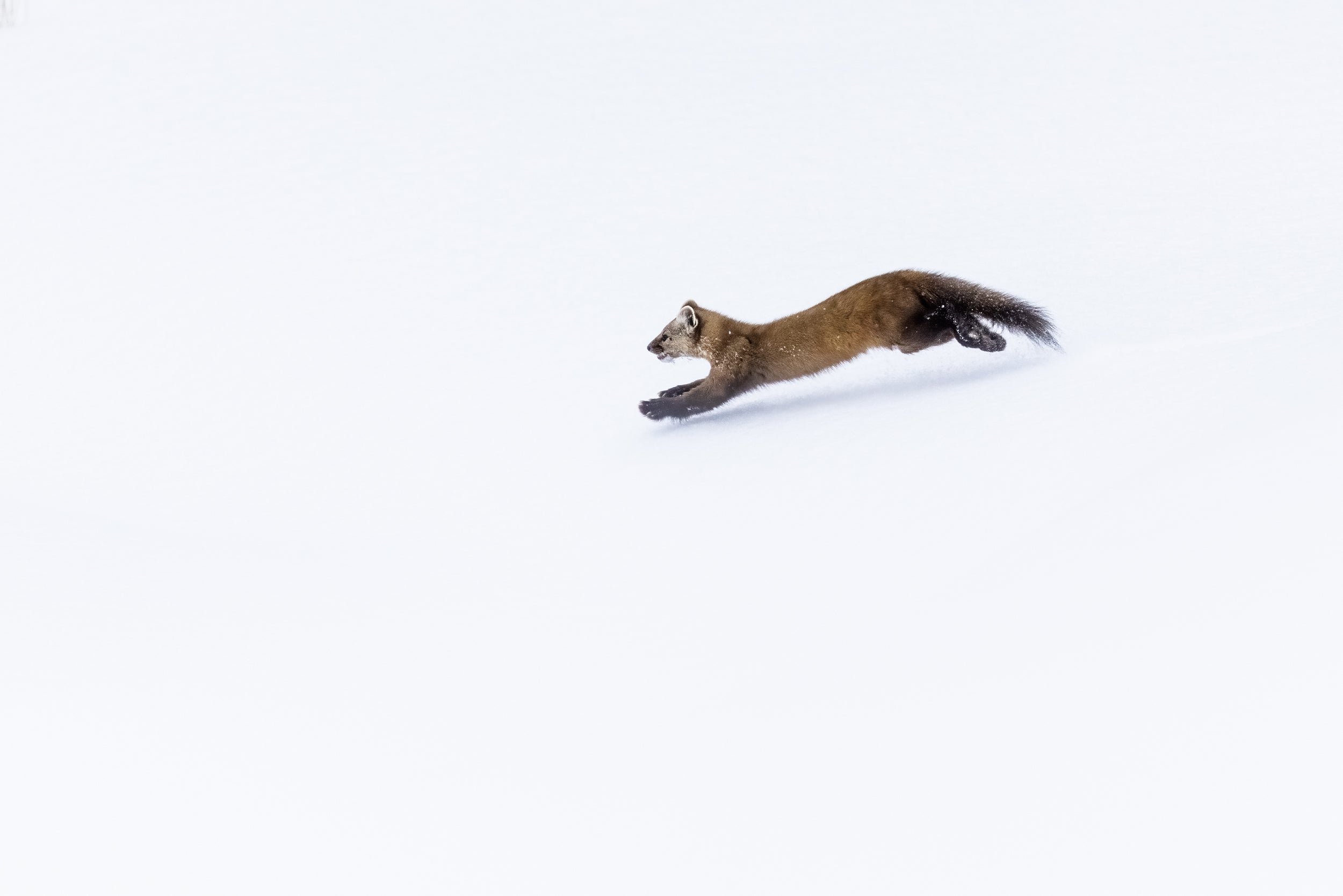 American Marten 049