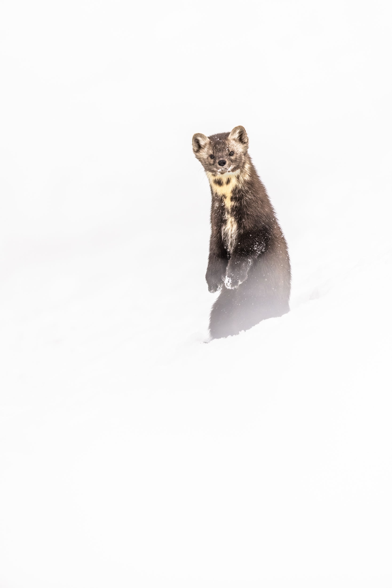 American Marten 051