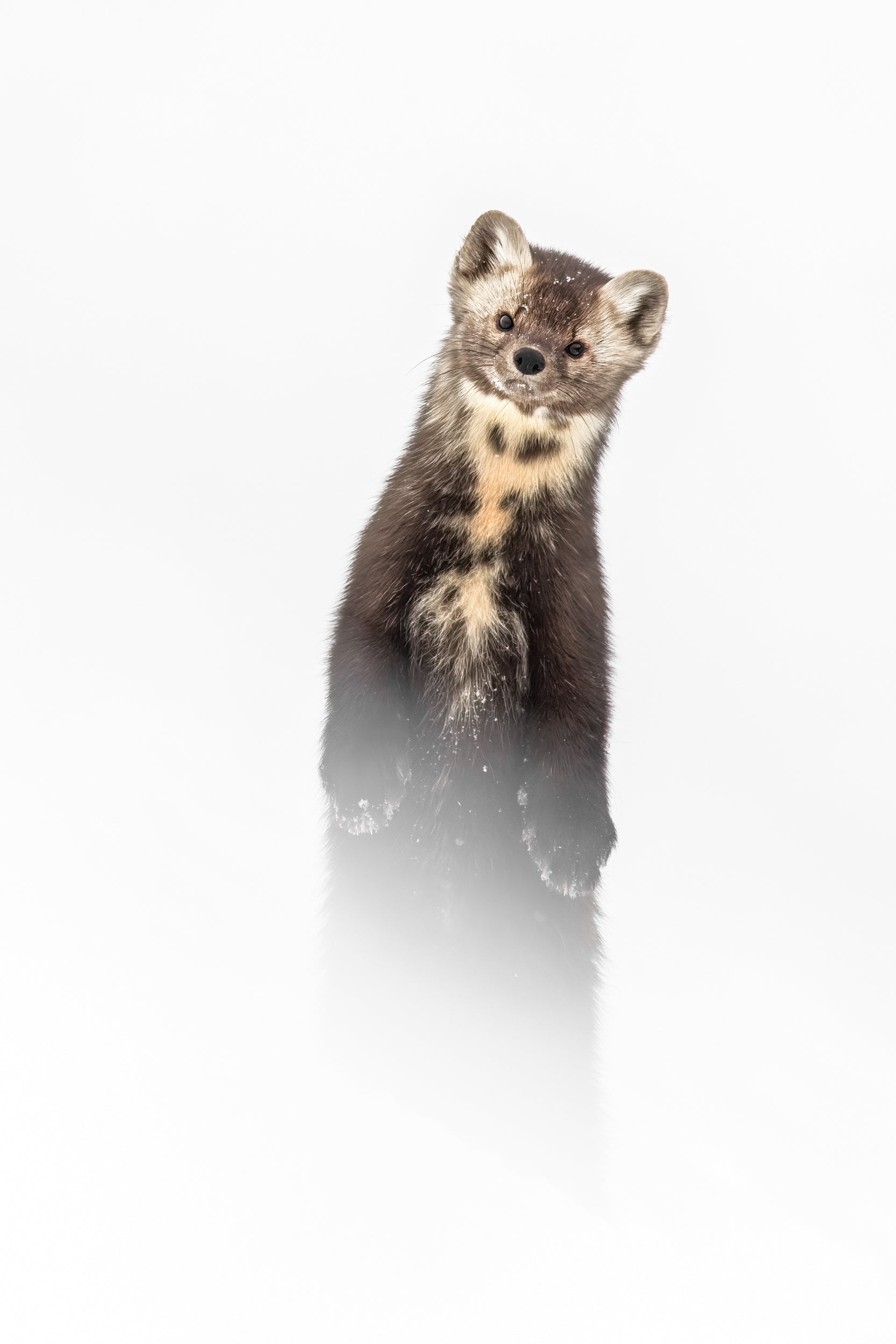 American Marten 053