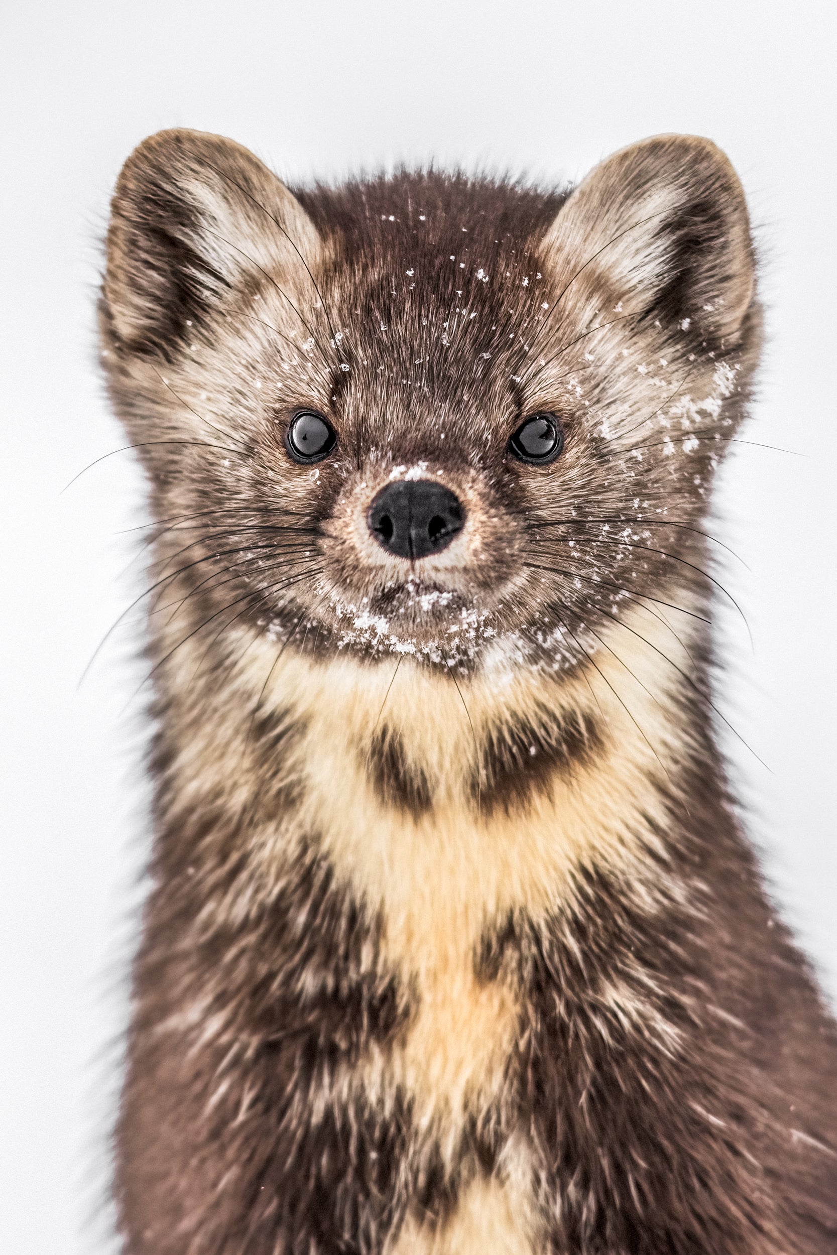 American Marten 054