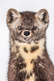 American Marten 054