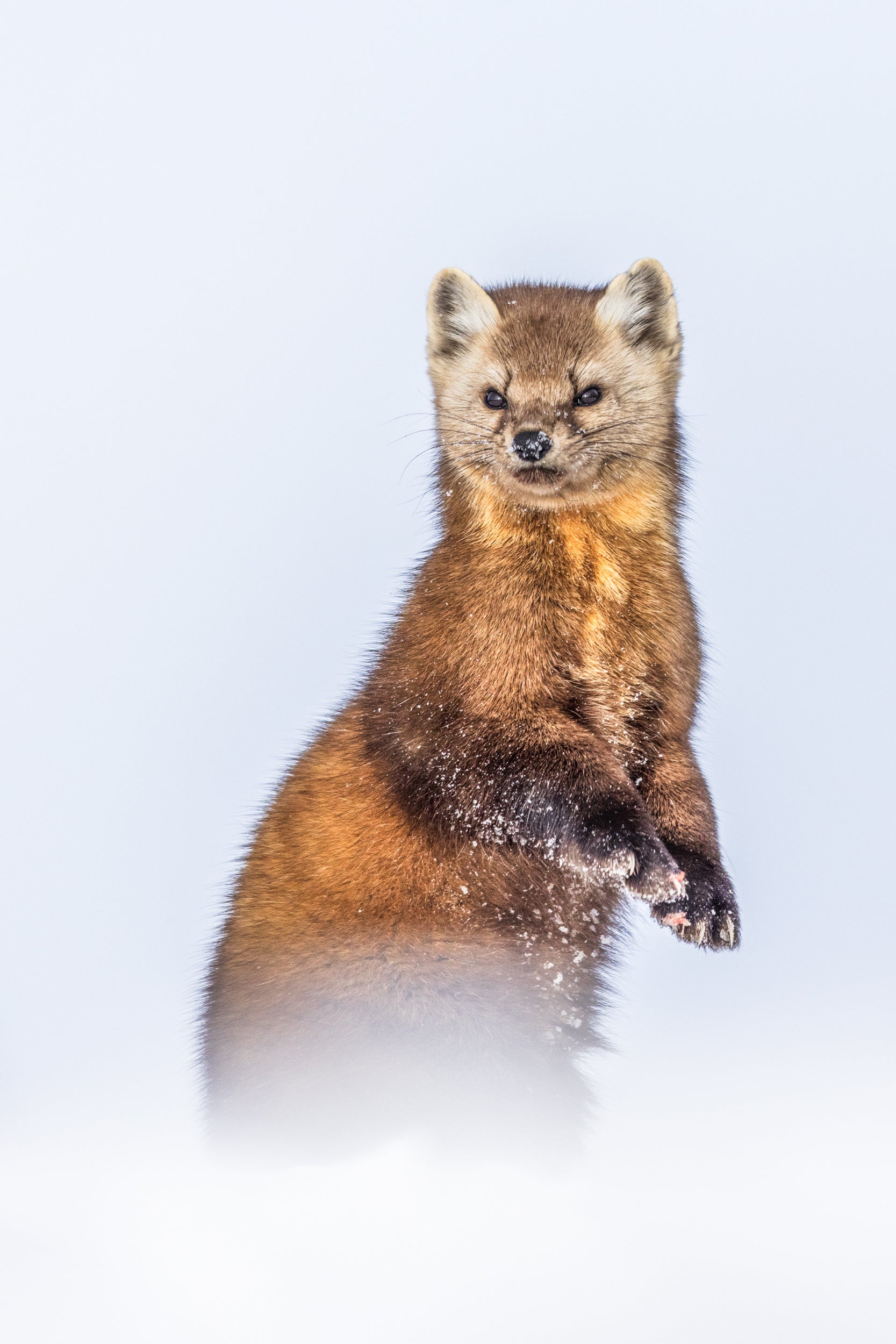 American Marten 055