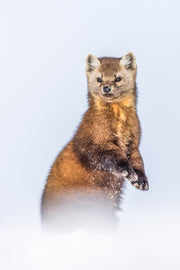 American Marten 055