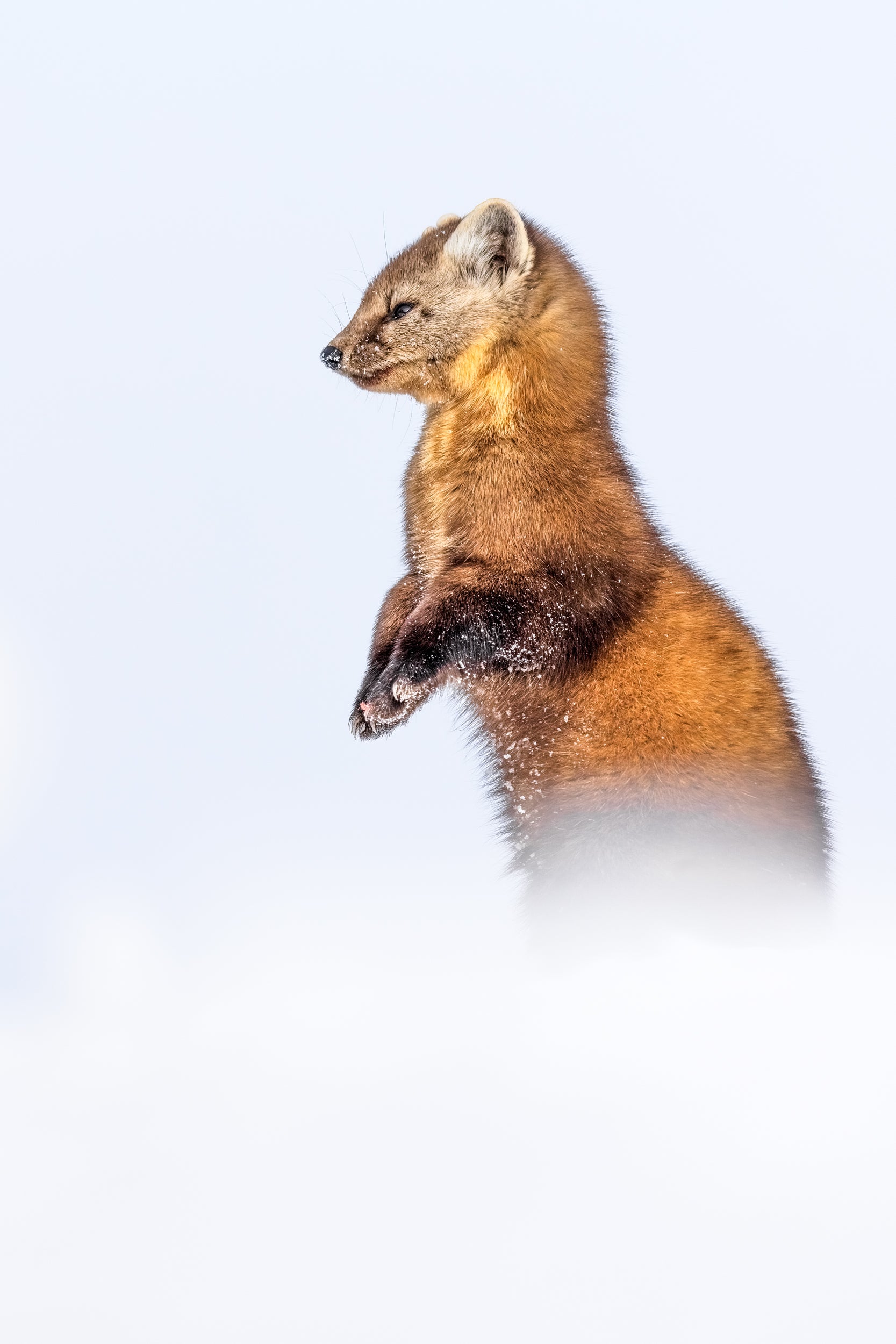American Marten 056