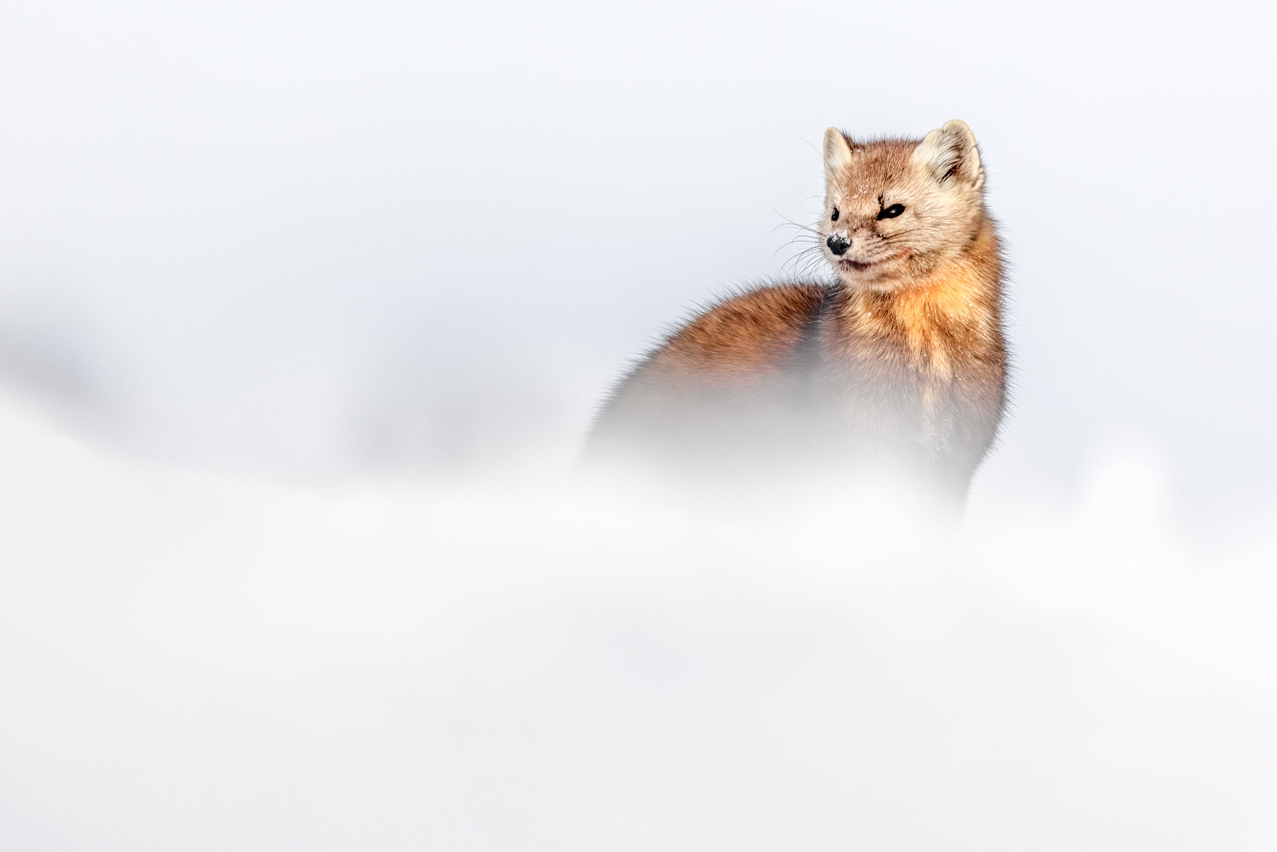 American Marten 058