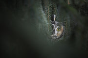 Hibou moyen-duc 001