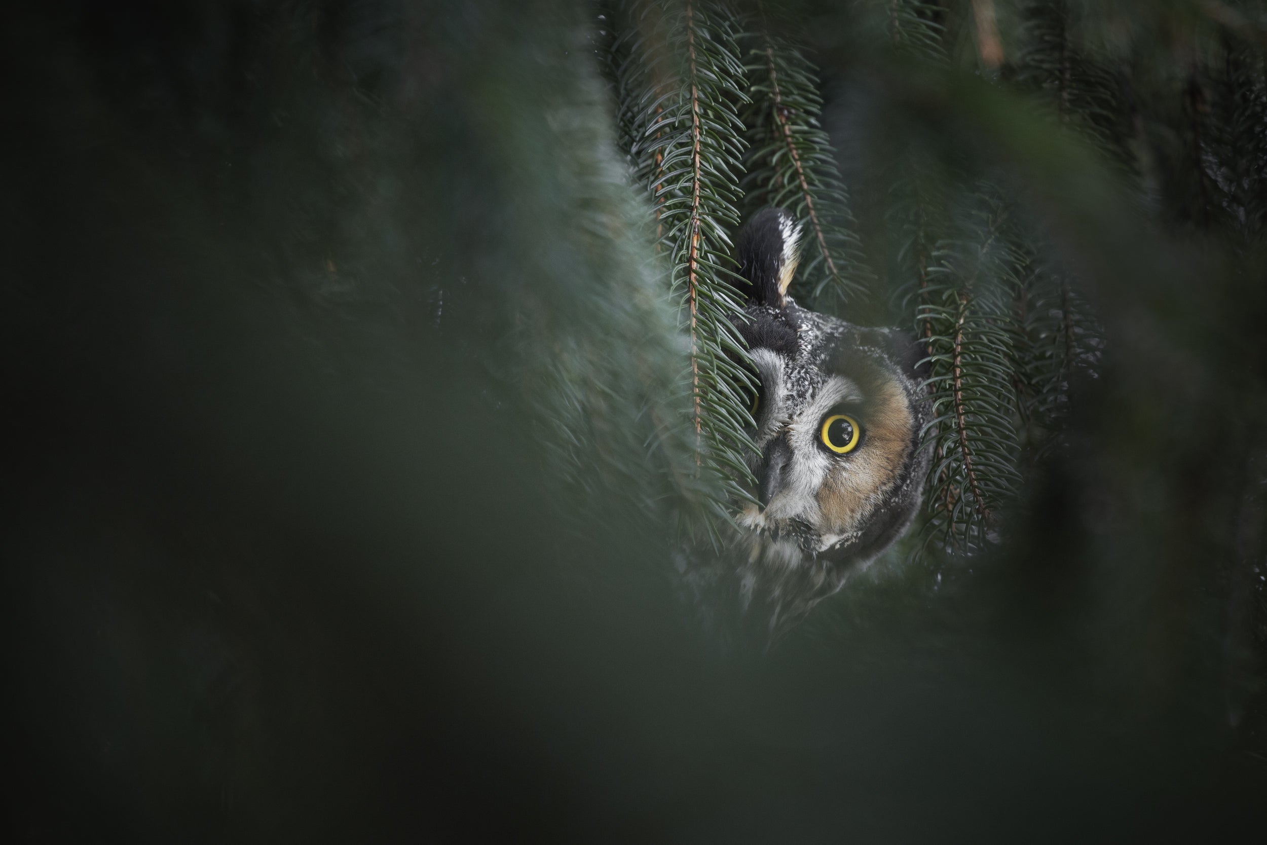 Long-eared Owl 001