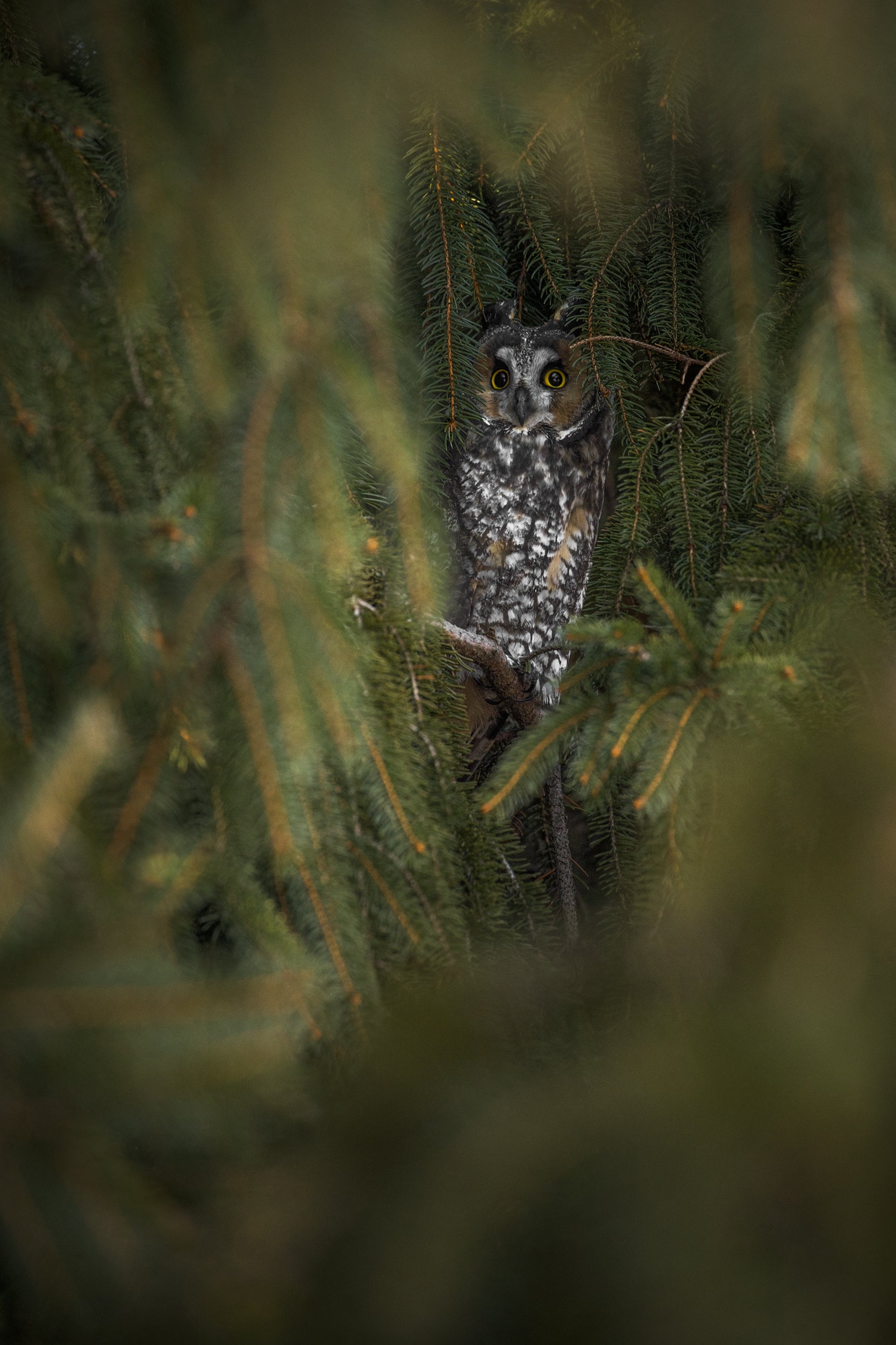 Long-eared Owl 002