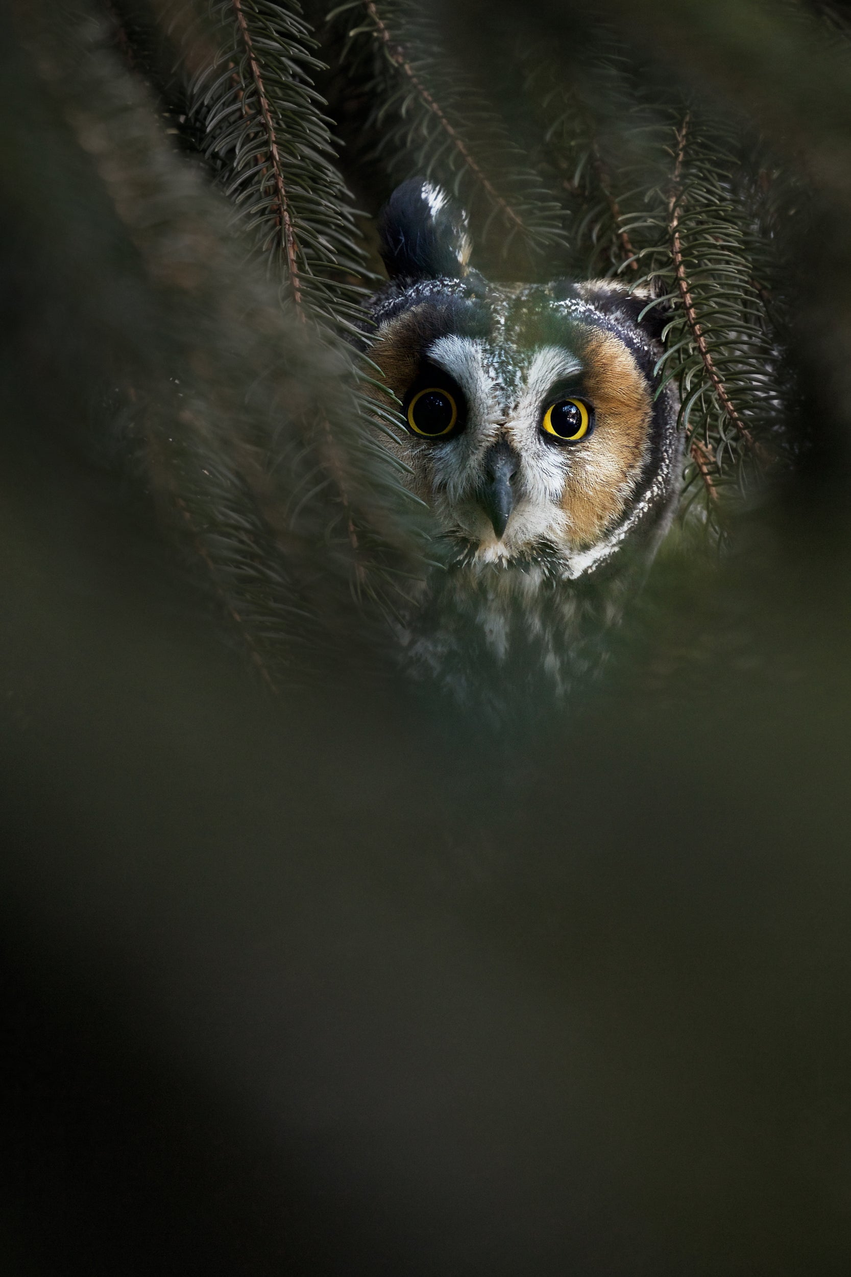 Long-eared Owl 003