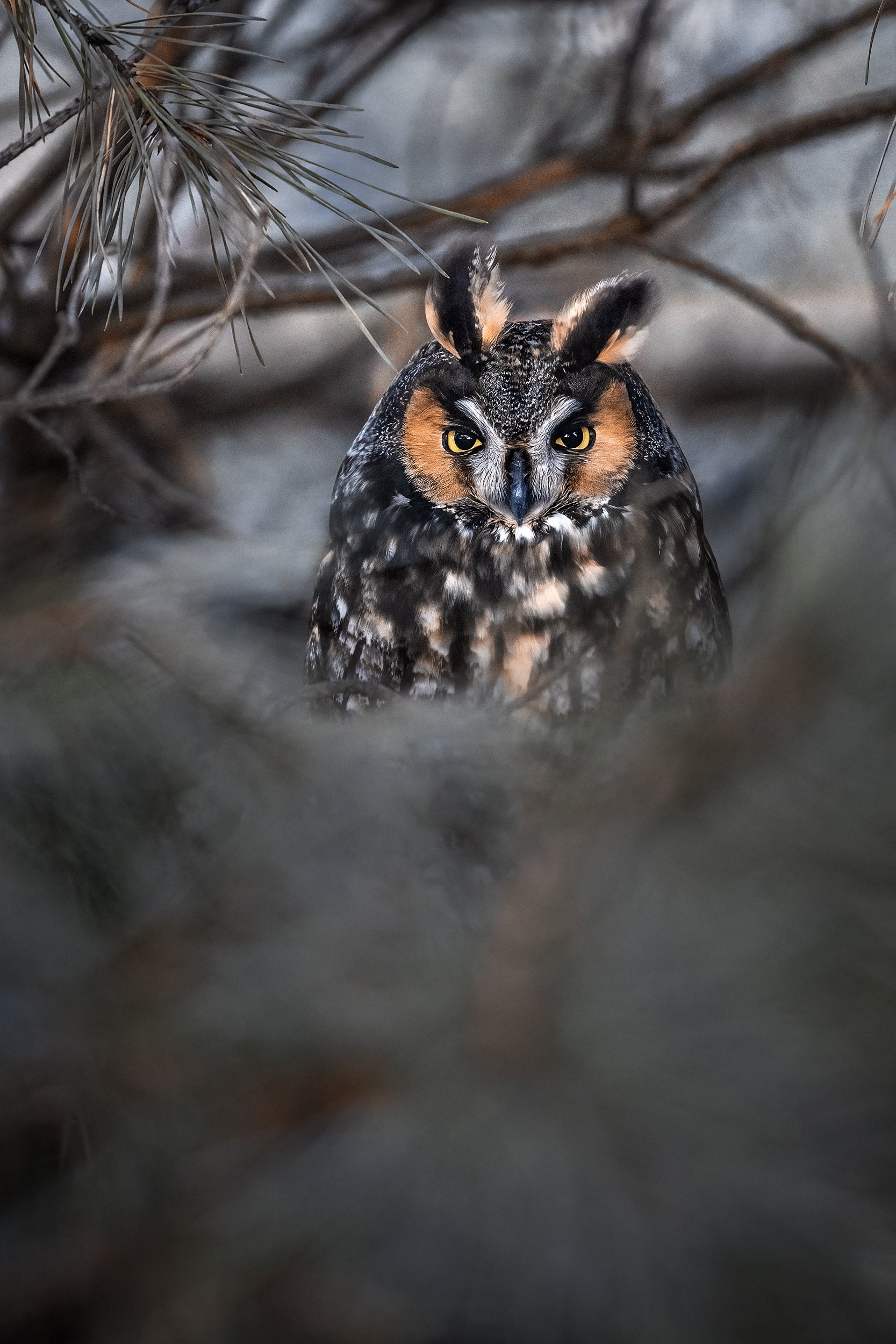 Long-eared Owl 004