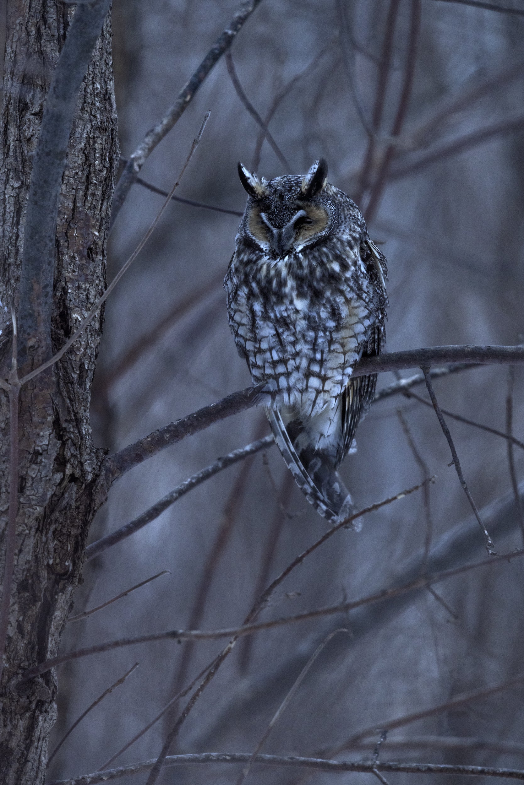 Long-eared Owl 005