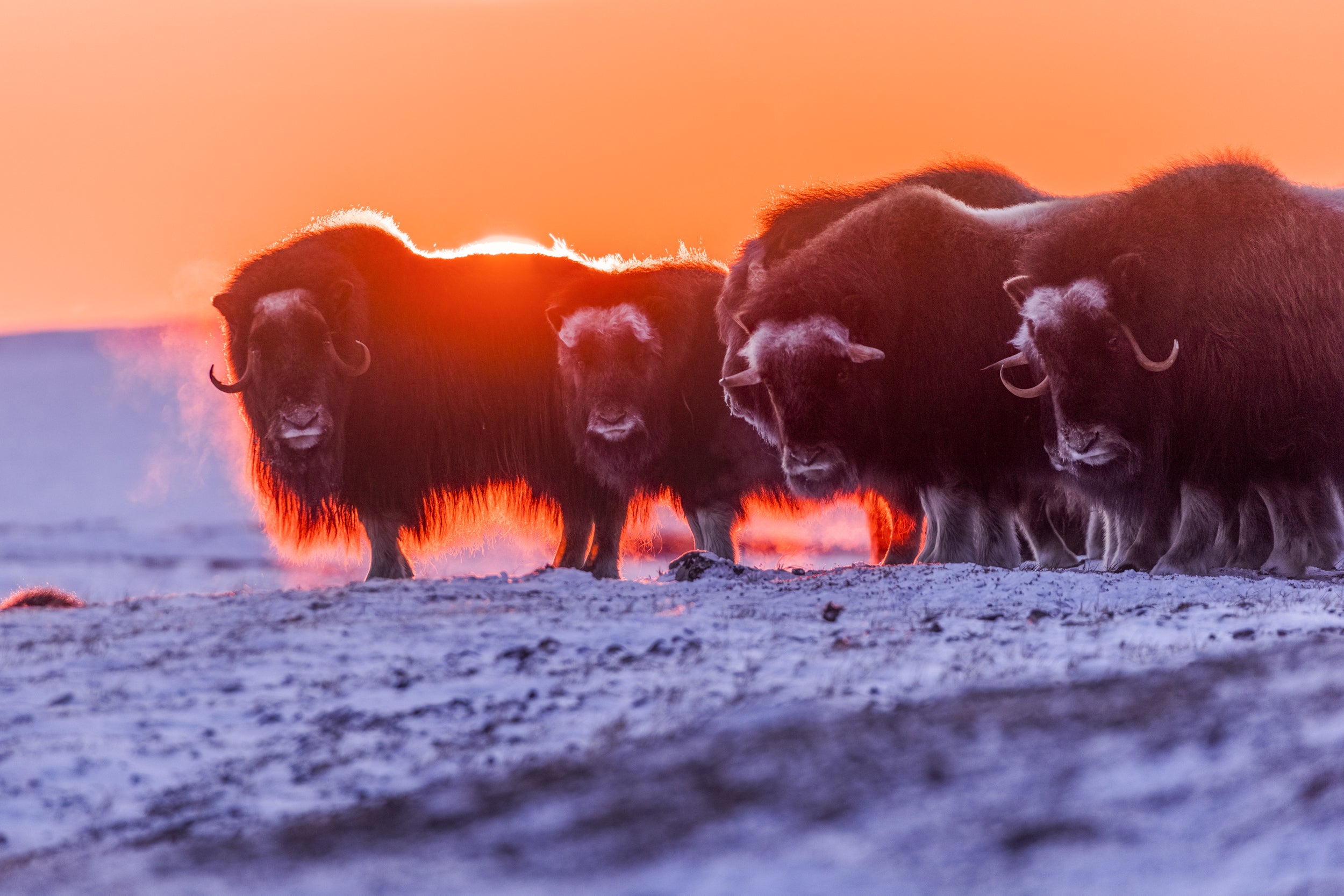 Musk Ox - Winter 002
