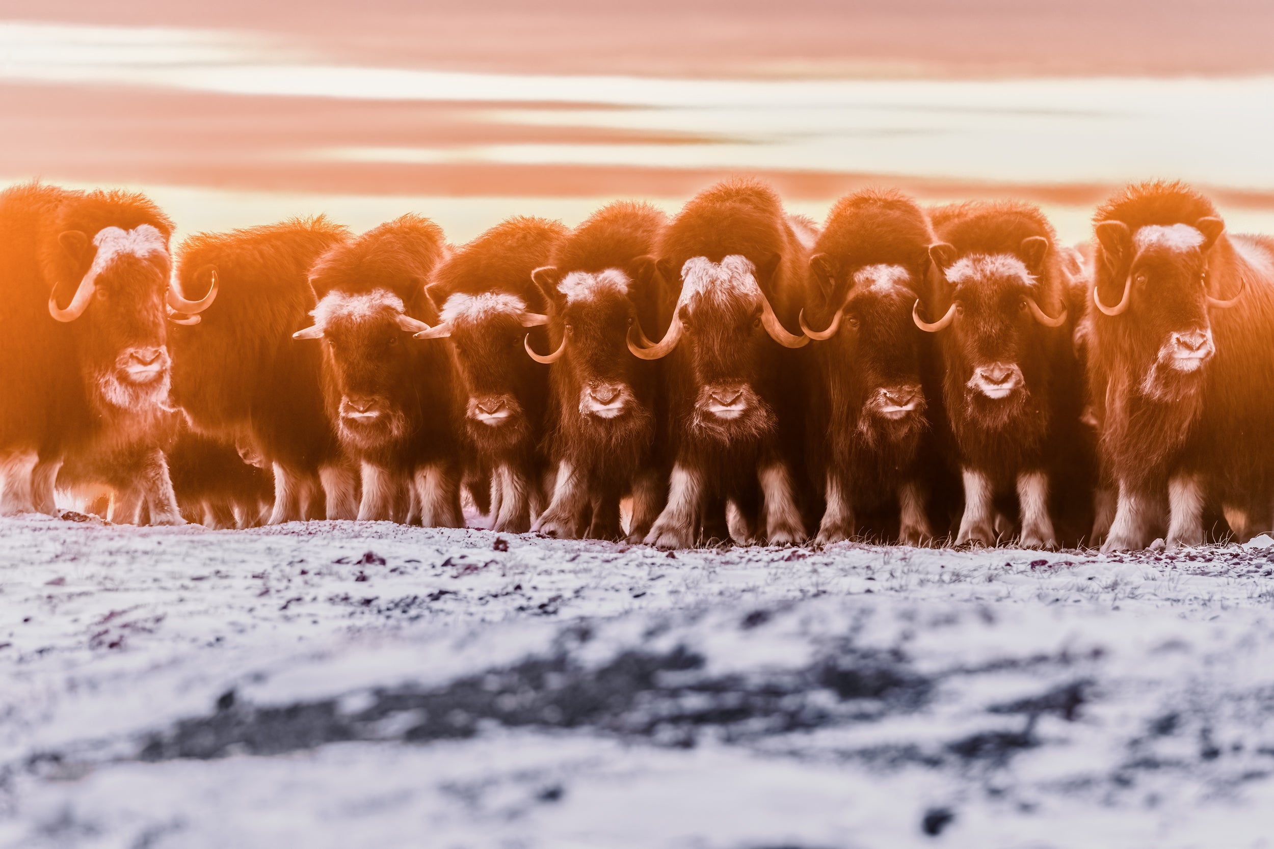 Musk Ox - Winter 003