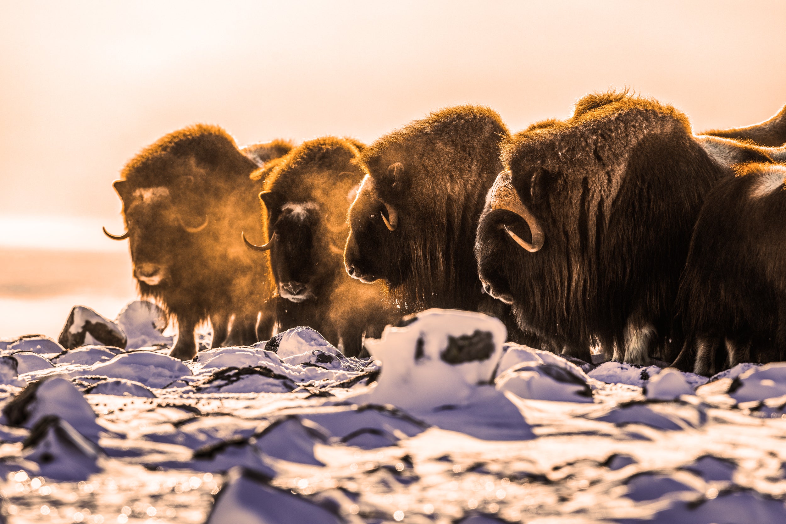 Musk Ox - Winter 004