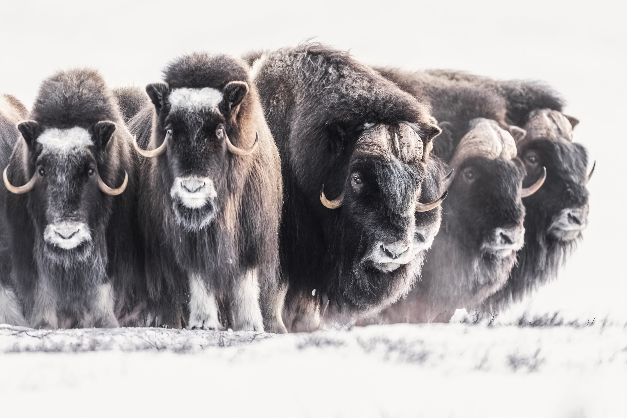 Musk Ox - Winter 025