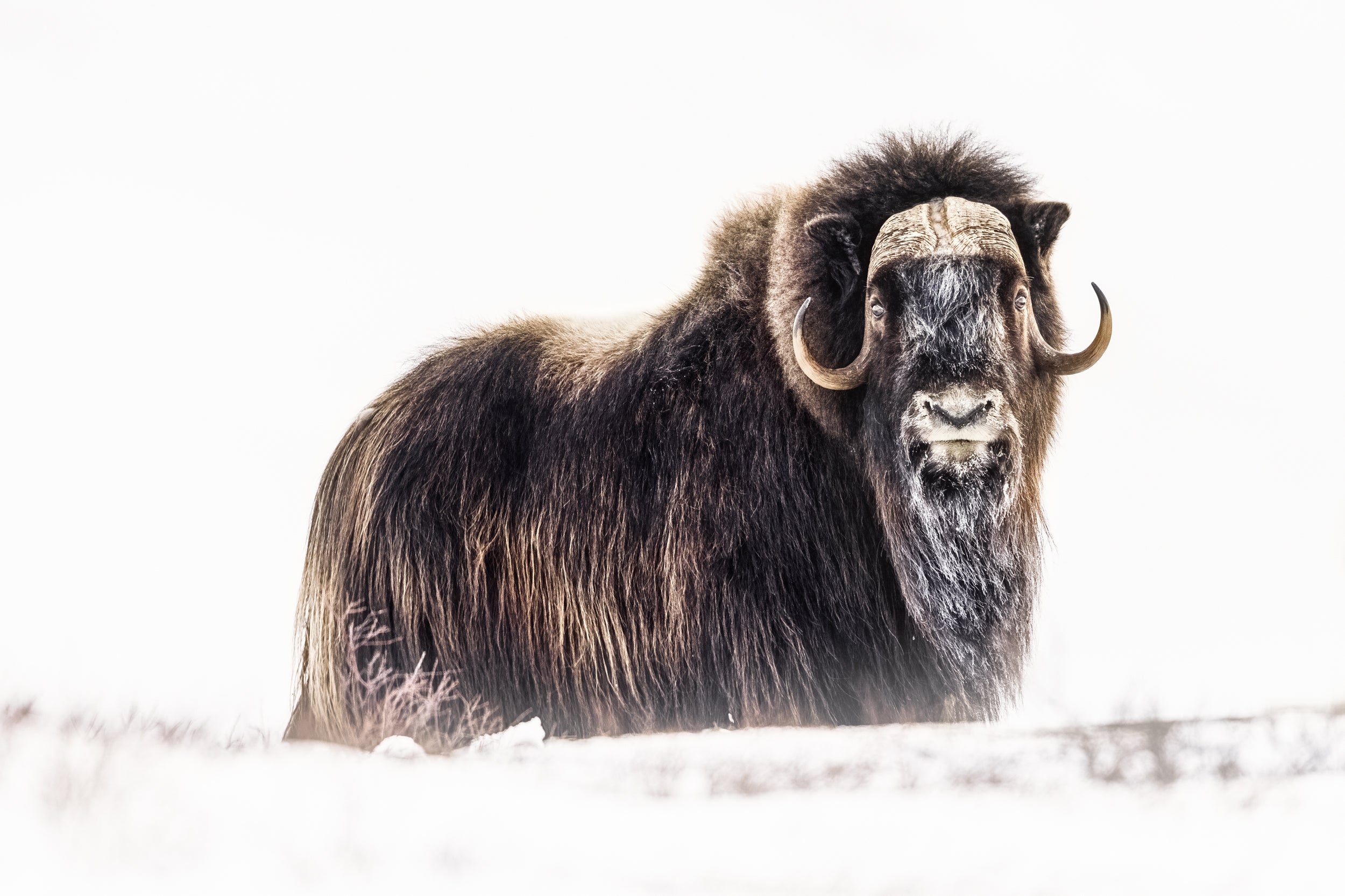 Musk Ox - Winter 026