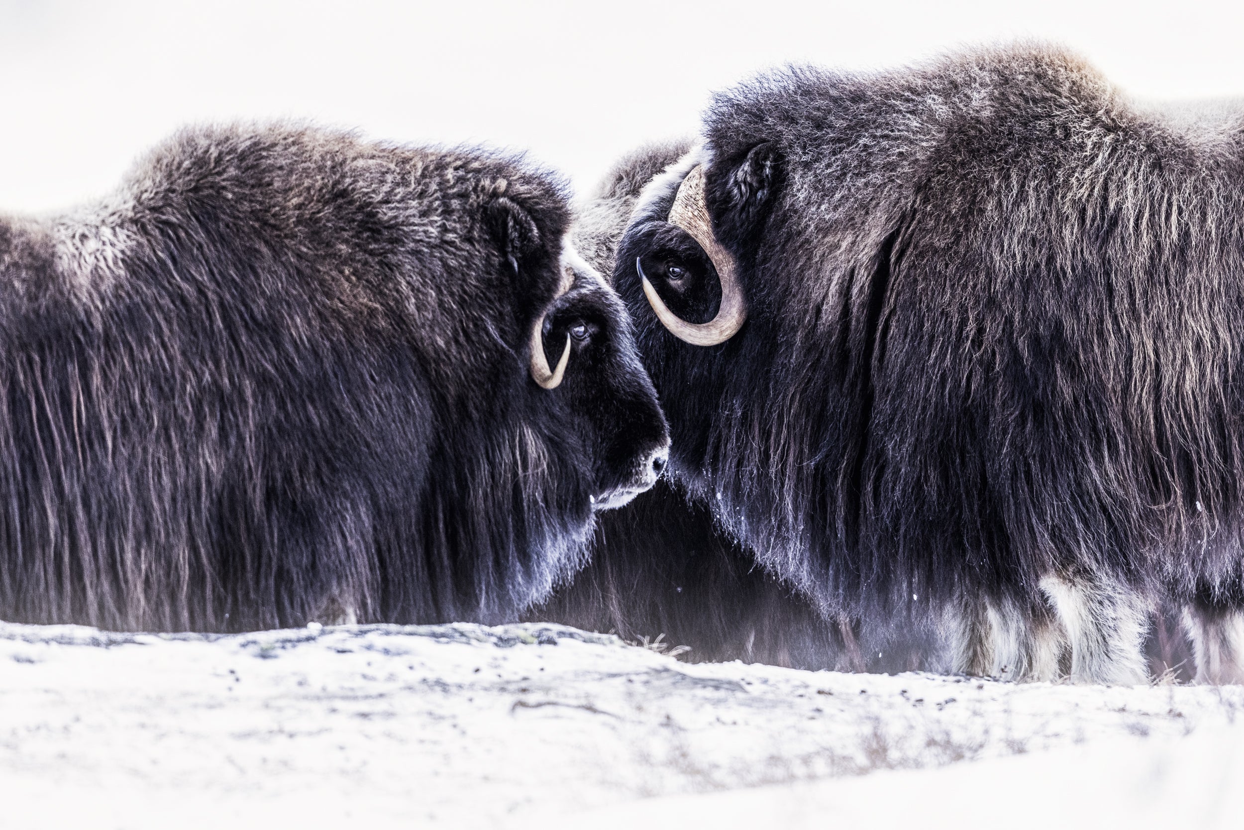 Musk Ox - Winter 027