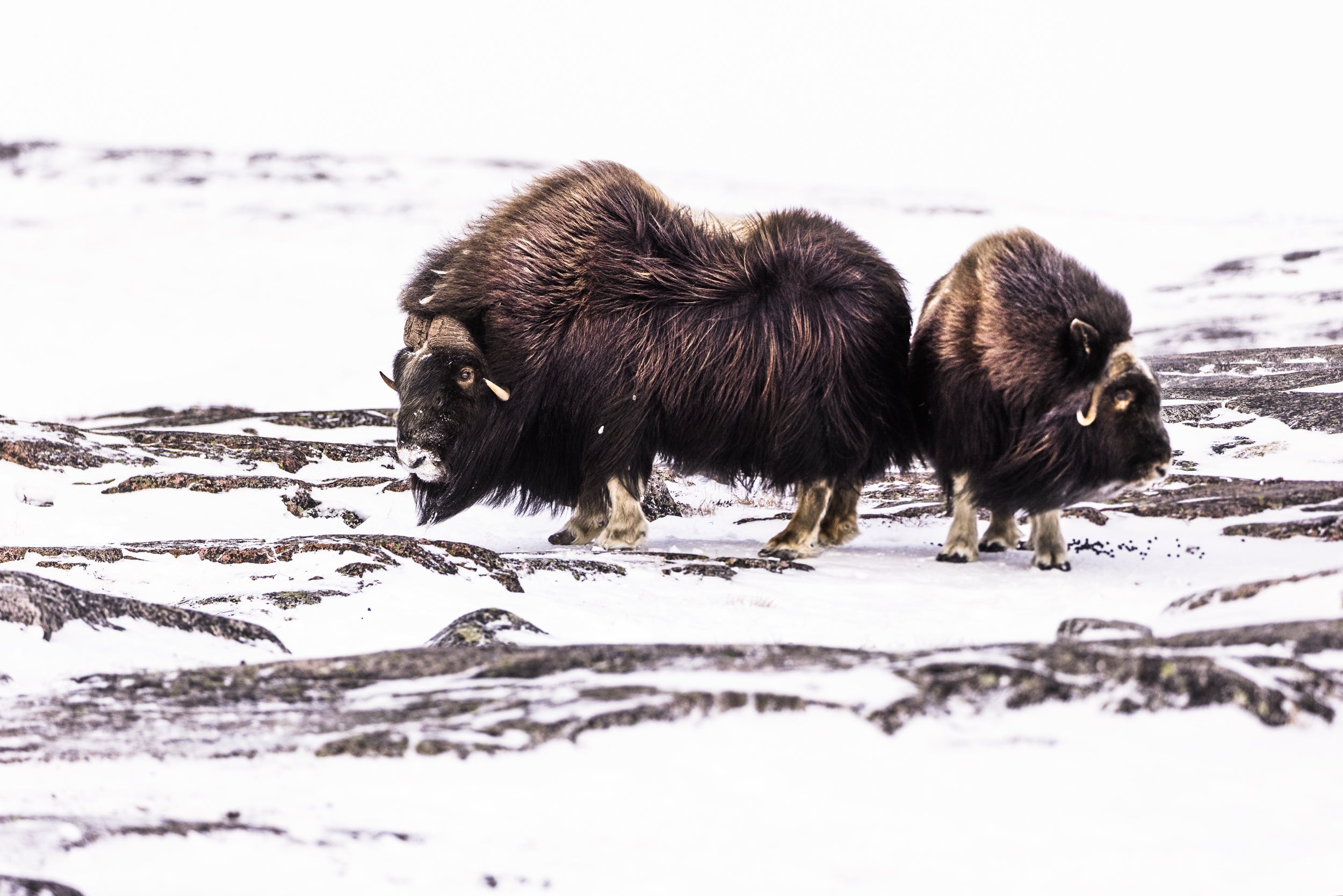 Musk Ox - Winter 029