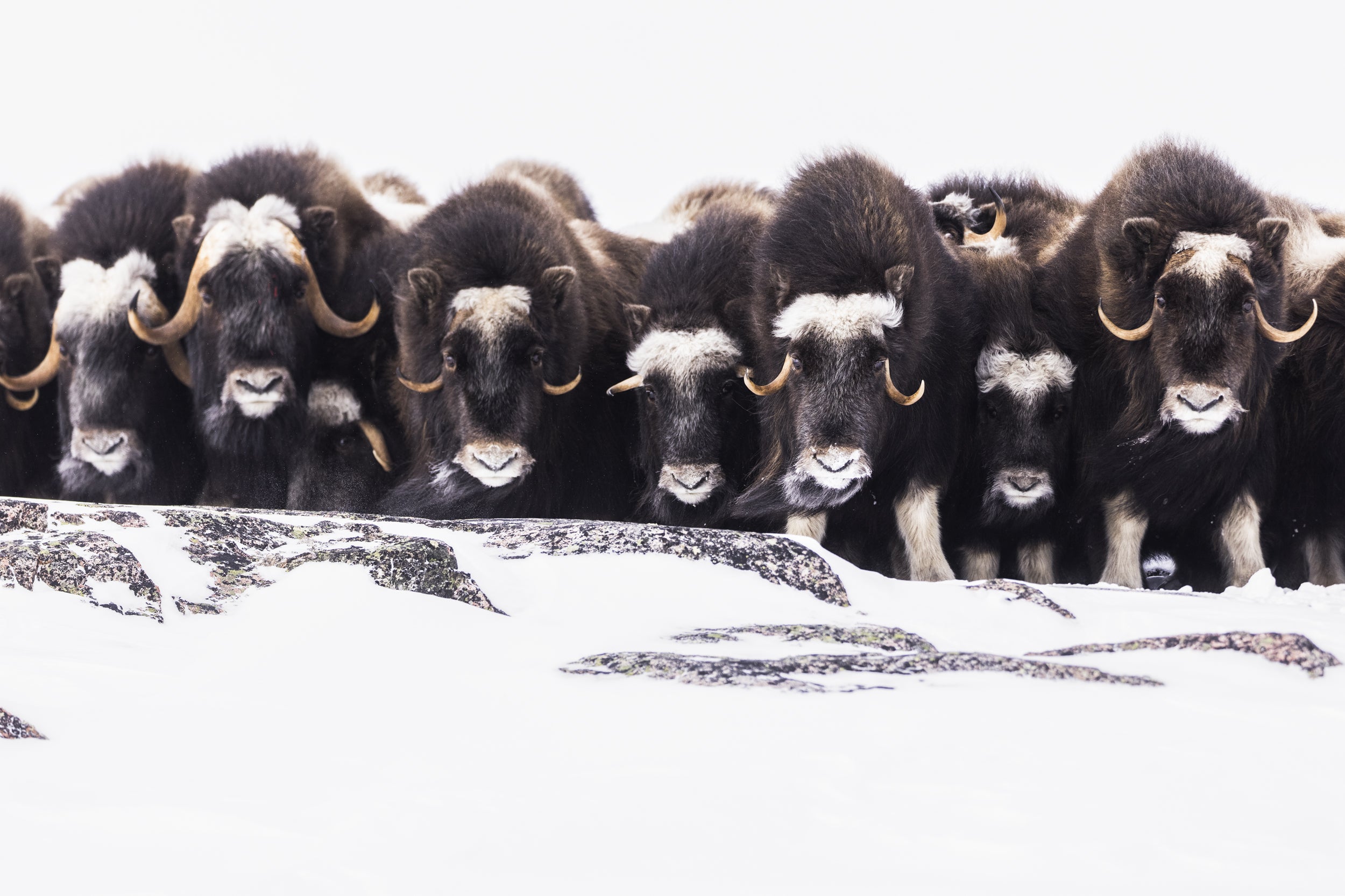 Musk Ox - Winter 030