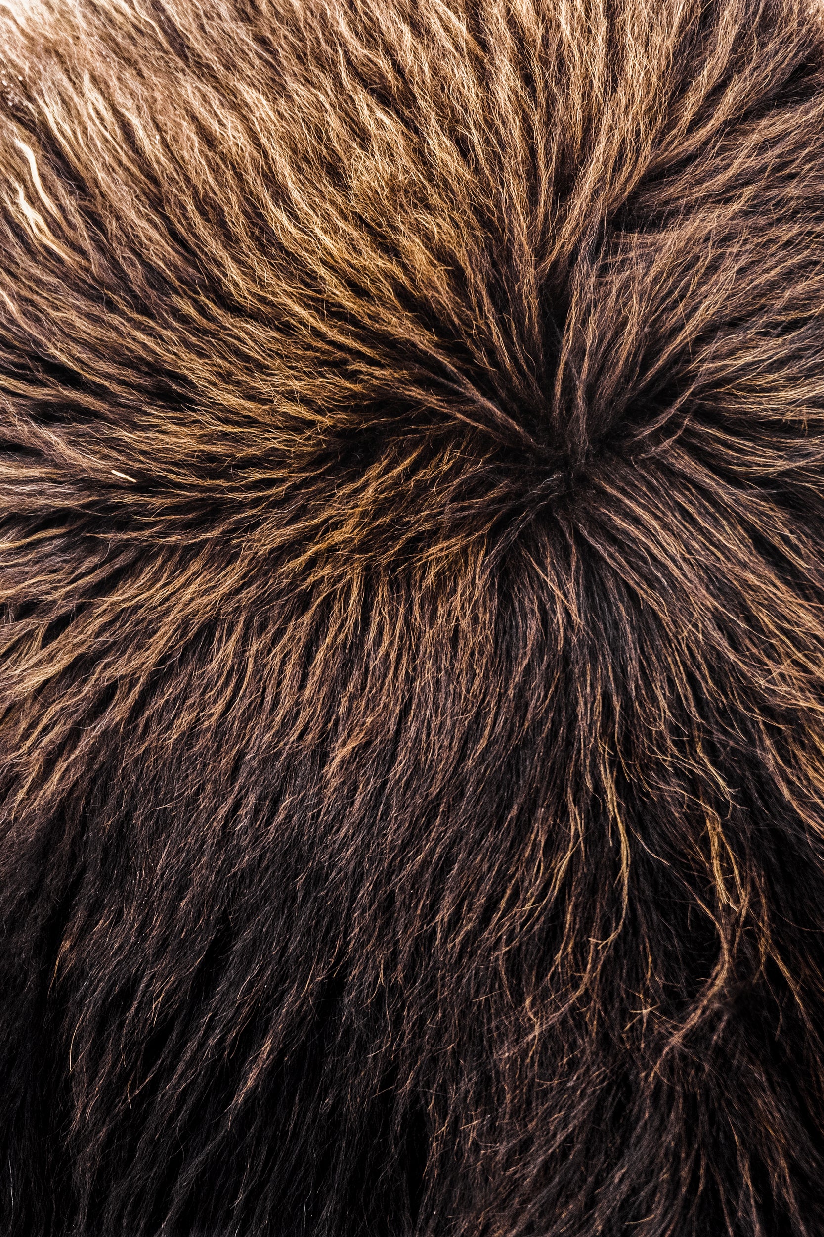 Musk Ox - Winter 031