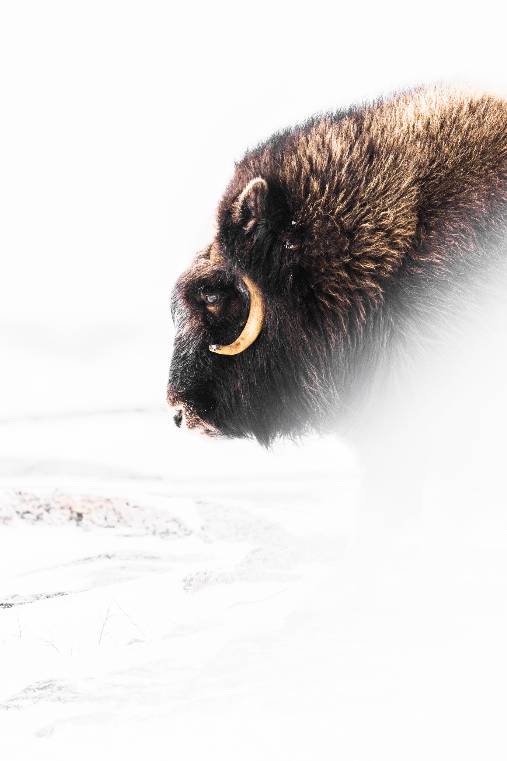 Musk Ox - Winter 032