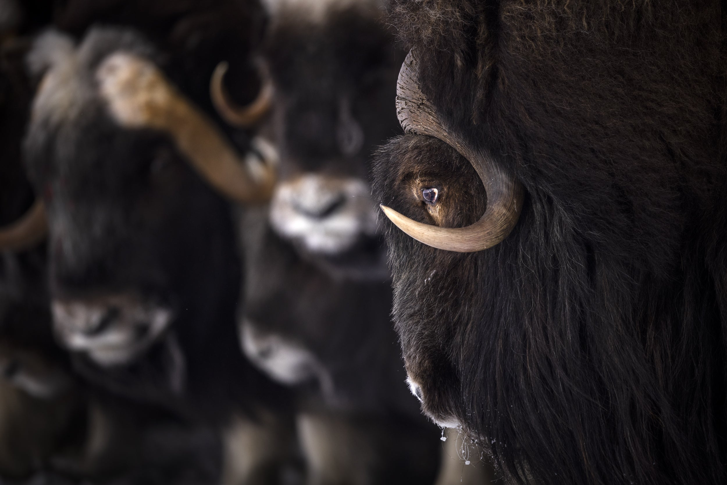 Musk Ox - Winter 034