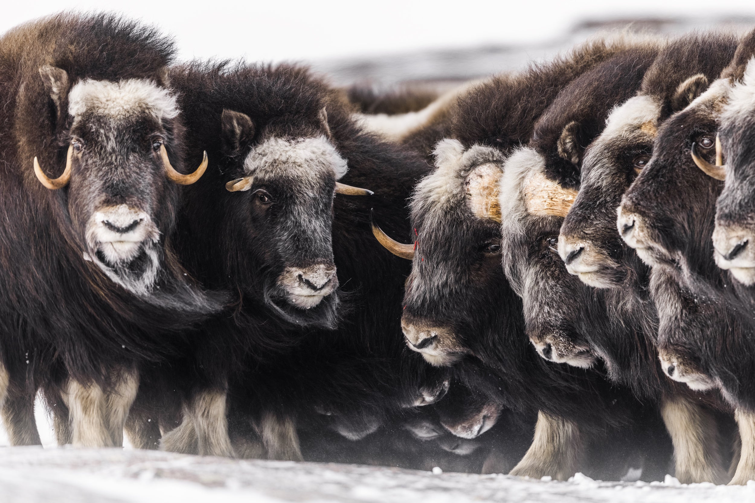 Musk Ox - Winter 036
