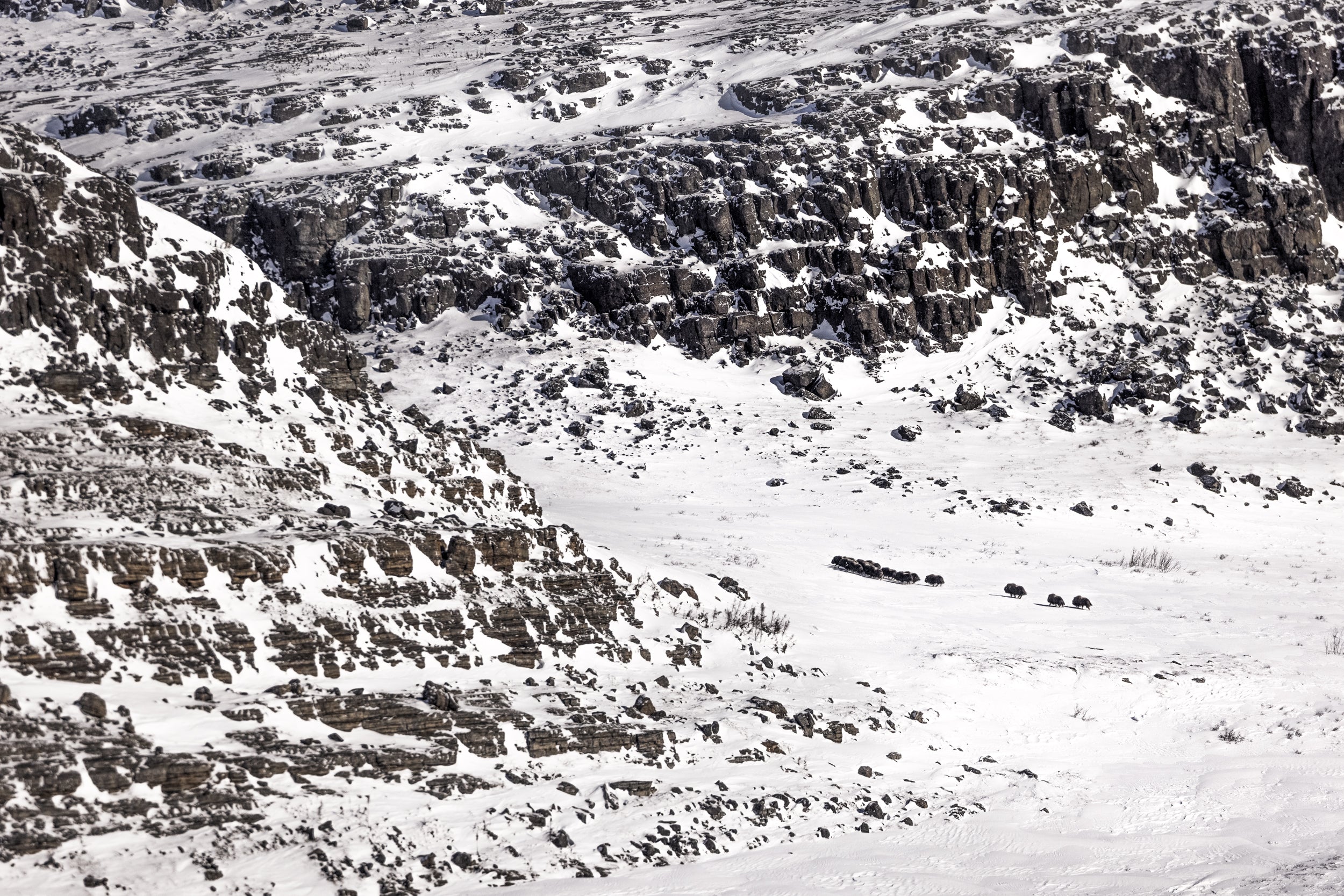 Musk Ox - Winter 037