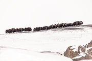 Boeuf musqué - Hiver 039
