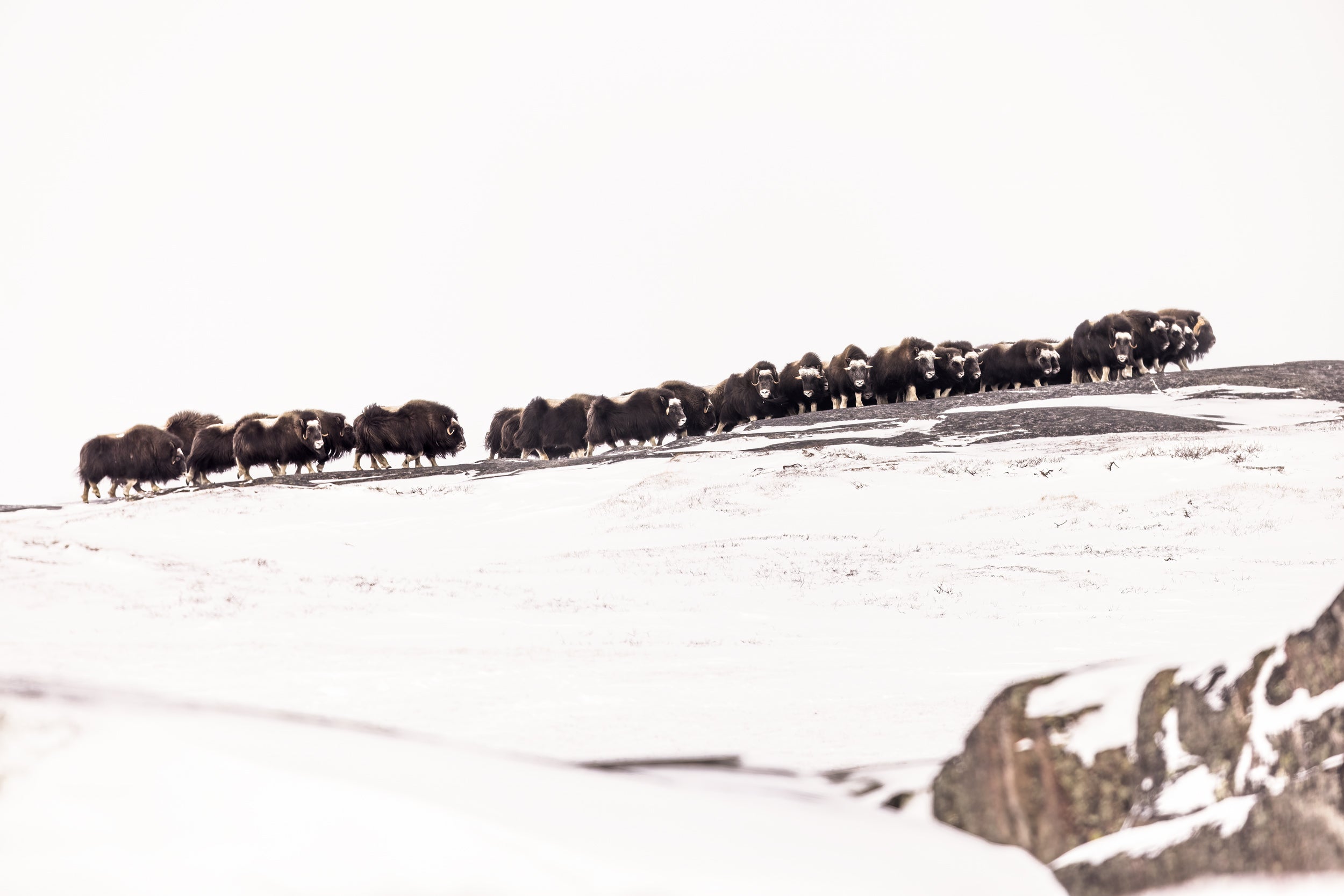 Musk Ox - Winter 039