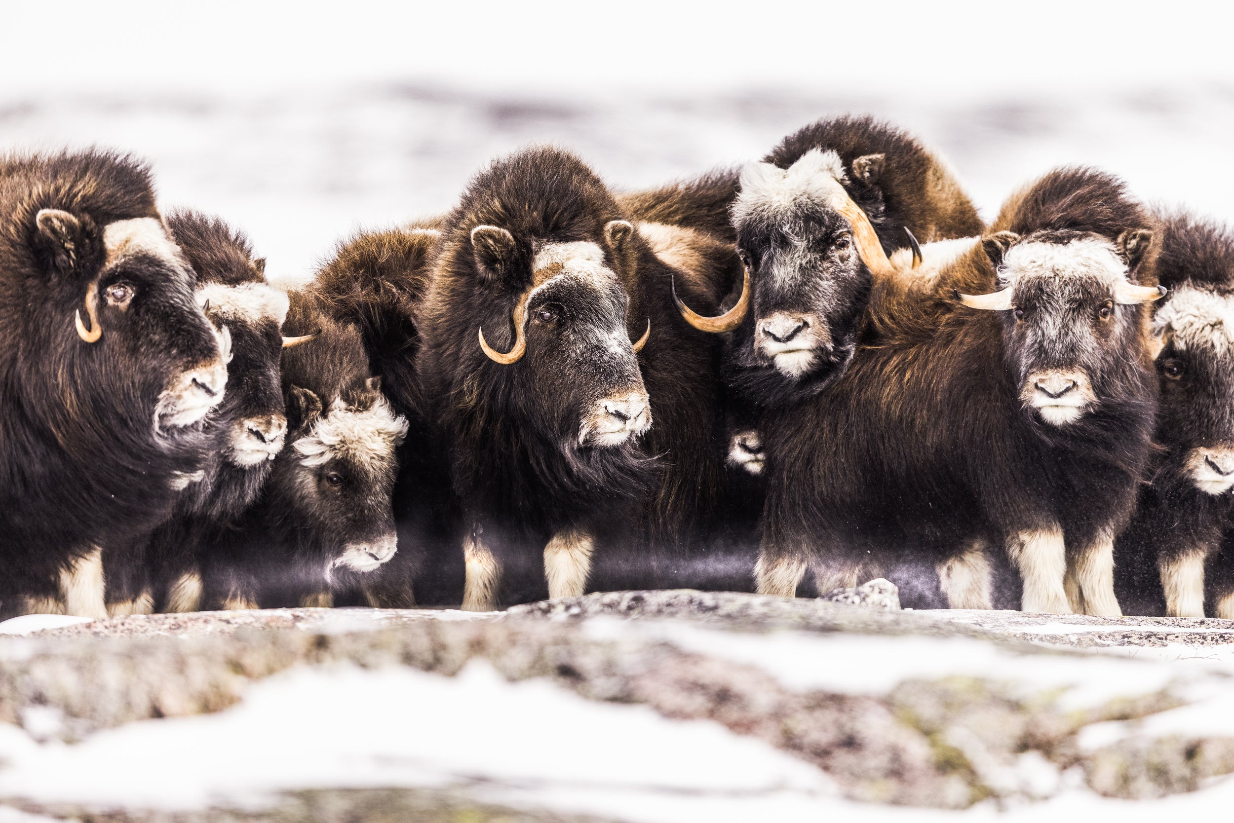 Musk Ox - Winter 040