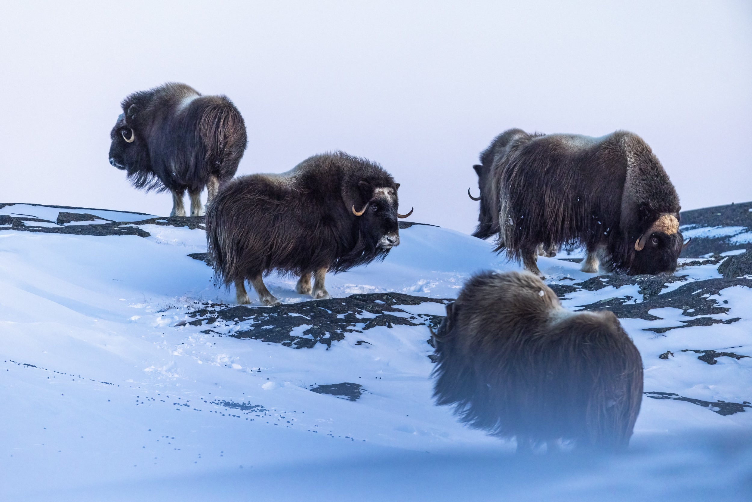 Musk Ox - Winter 048
