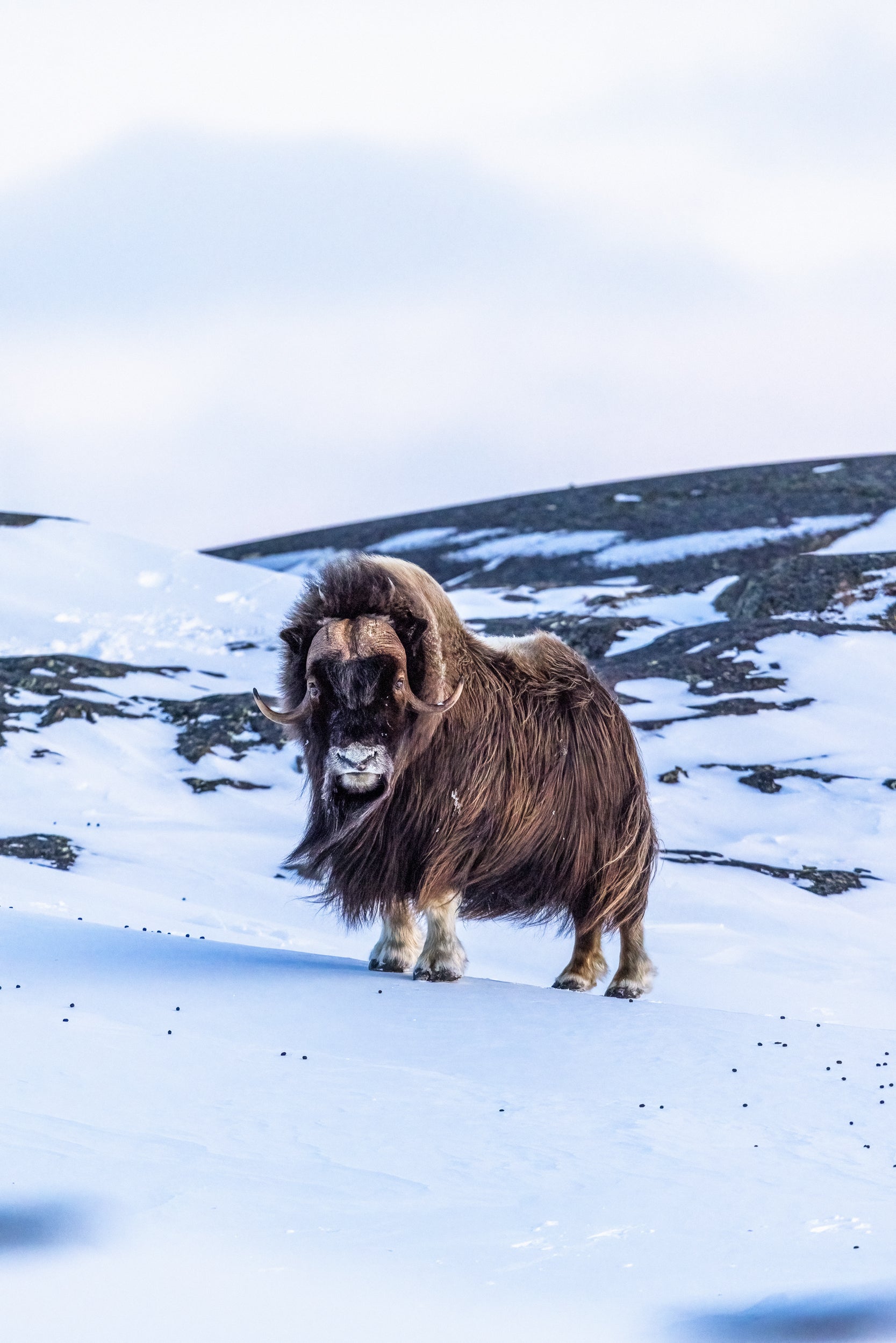 Musk Ox - Winter 049