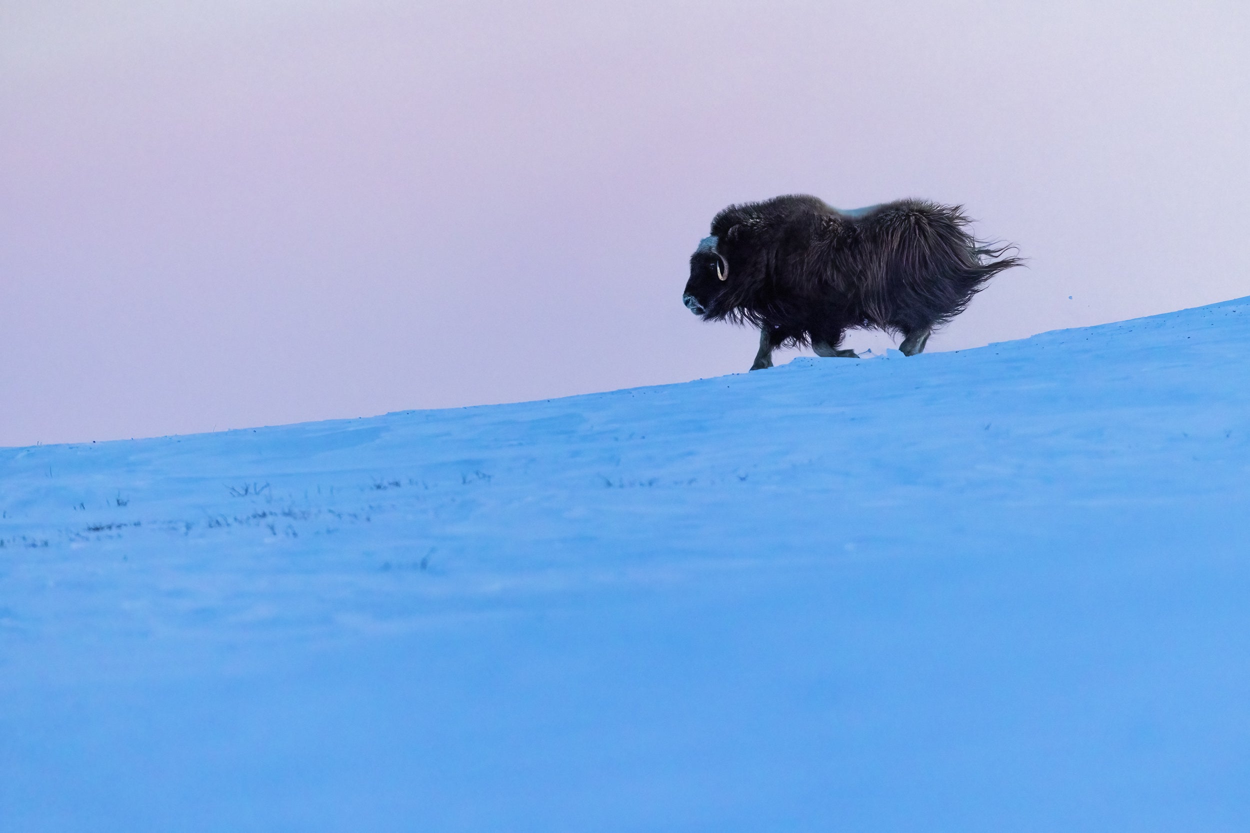 Musk Ox - Winter 050