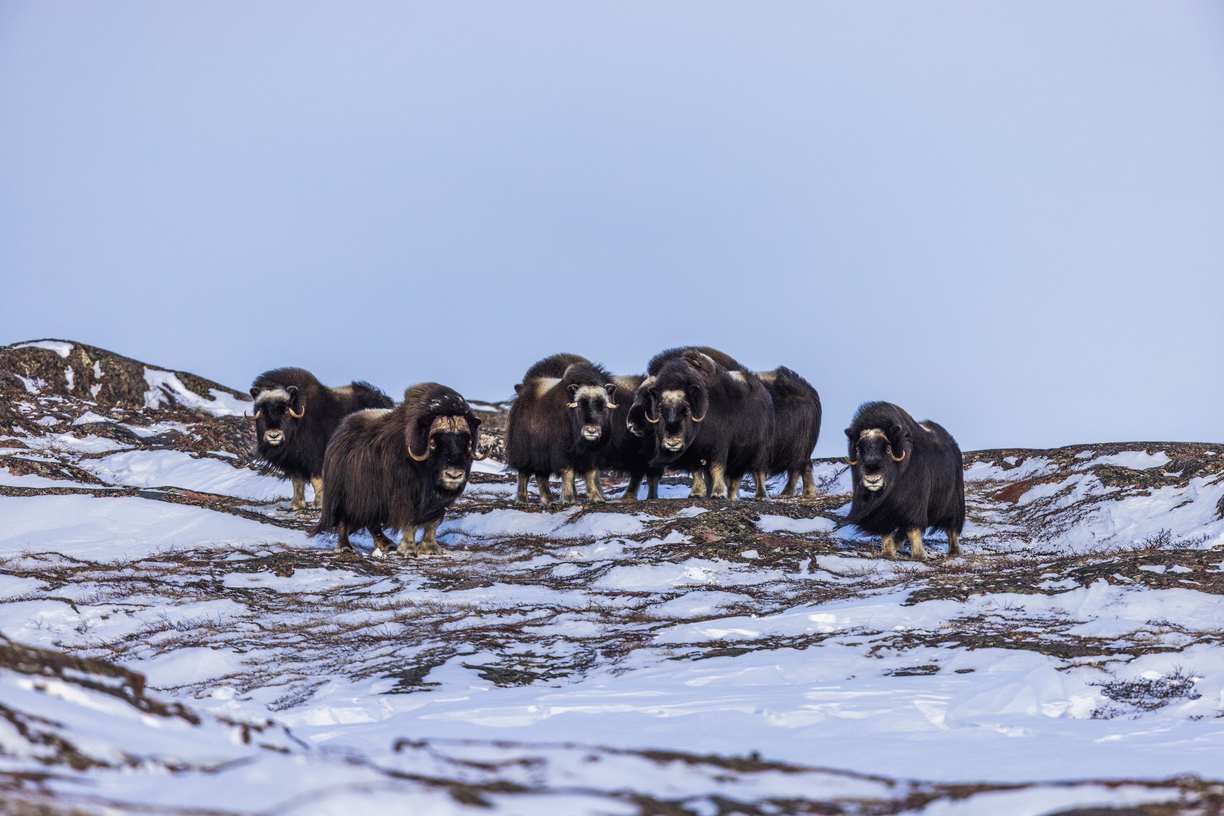 Musk Ox - Winter 055