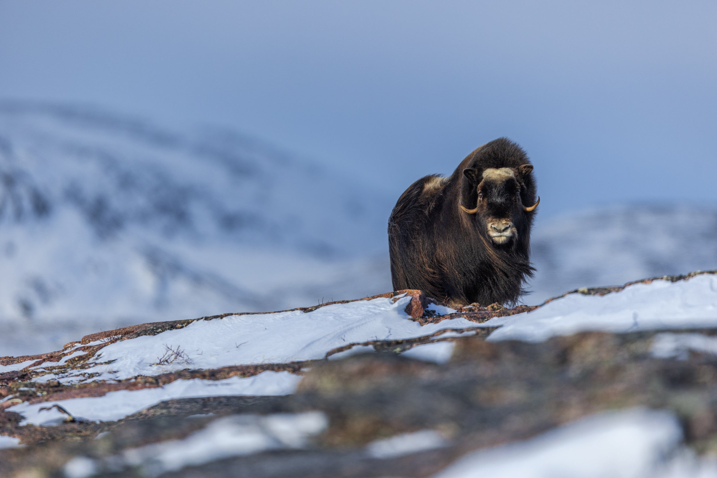 Musk Ox - Winter 058