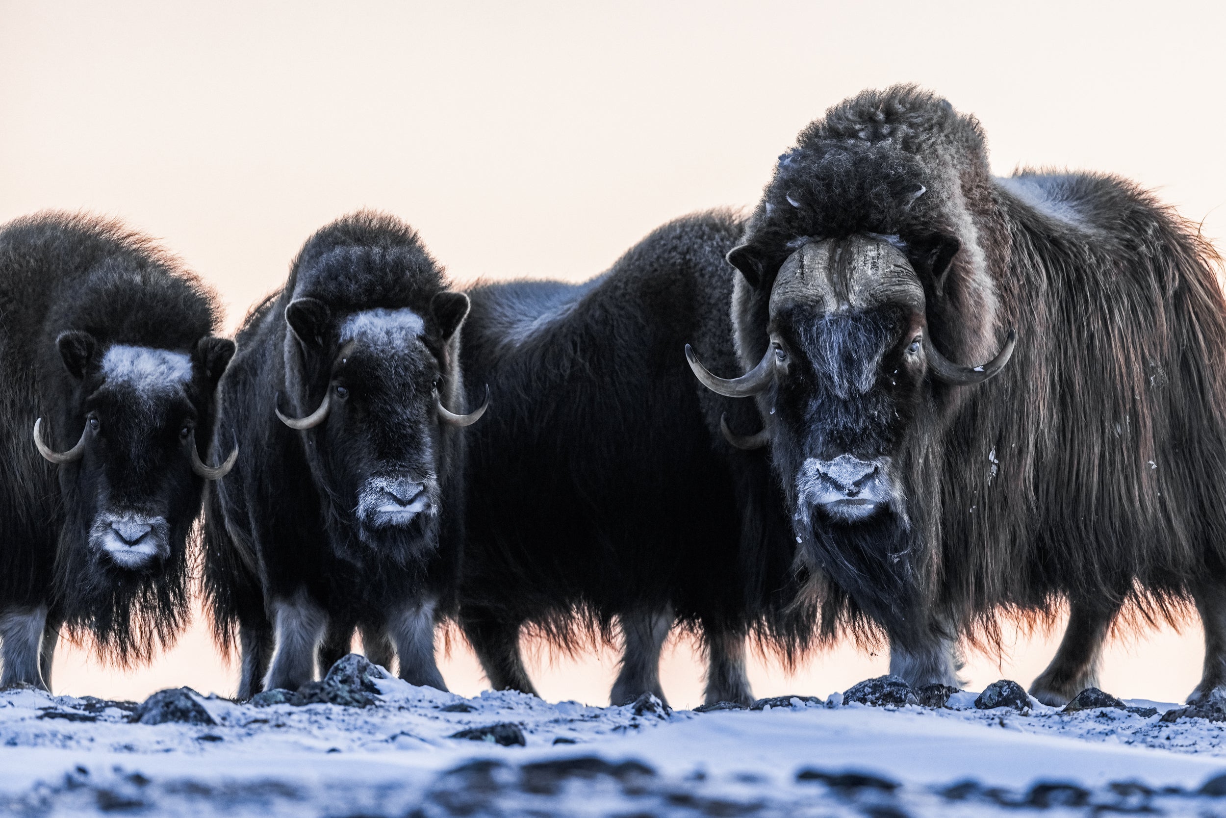Musk Ox - Winter 060