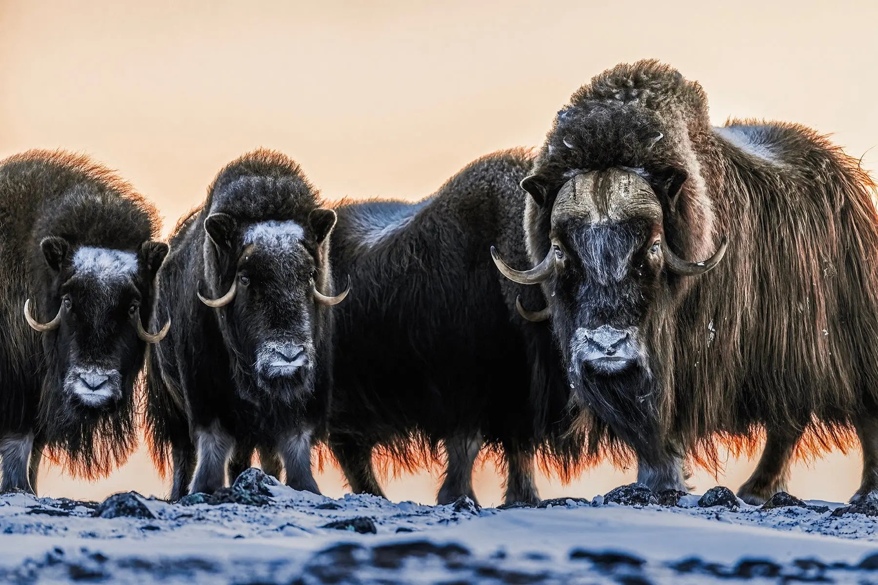 Boeuf musqué - Hiver 060 - Jean-Simon Bégin - Photographe Animalier et Artiste Peintre